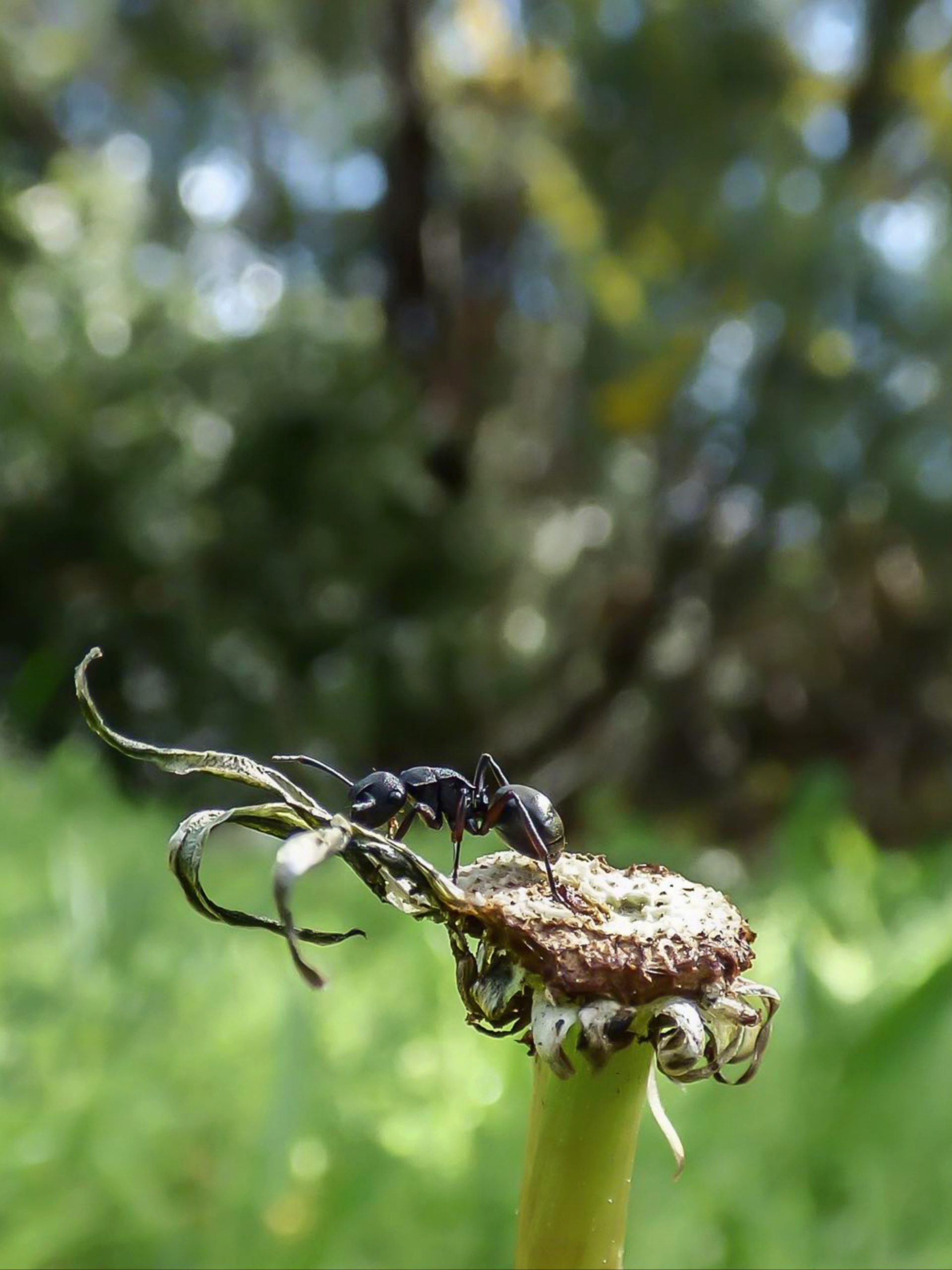 ant on a flower