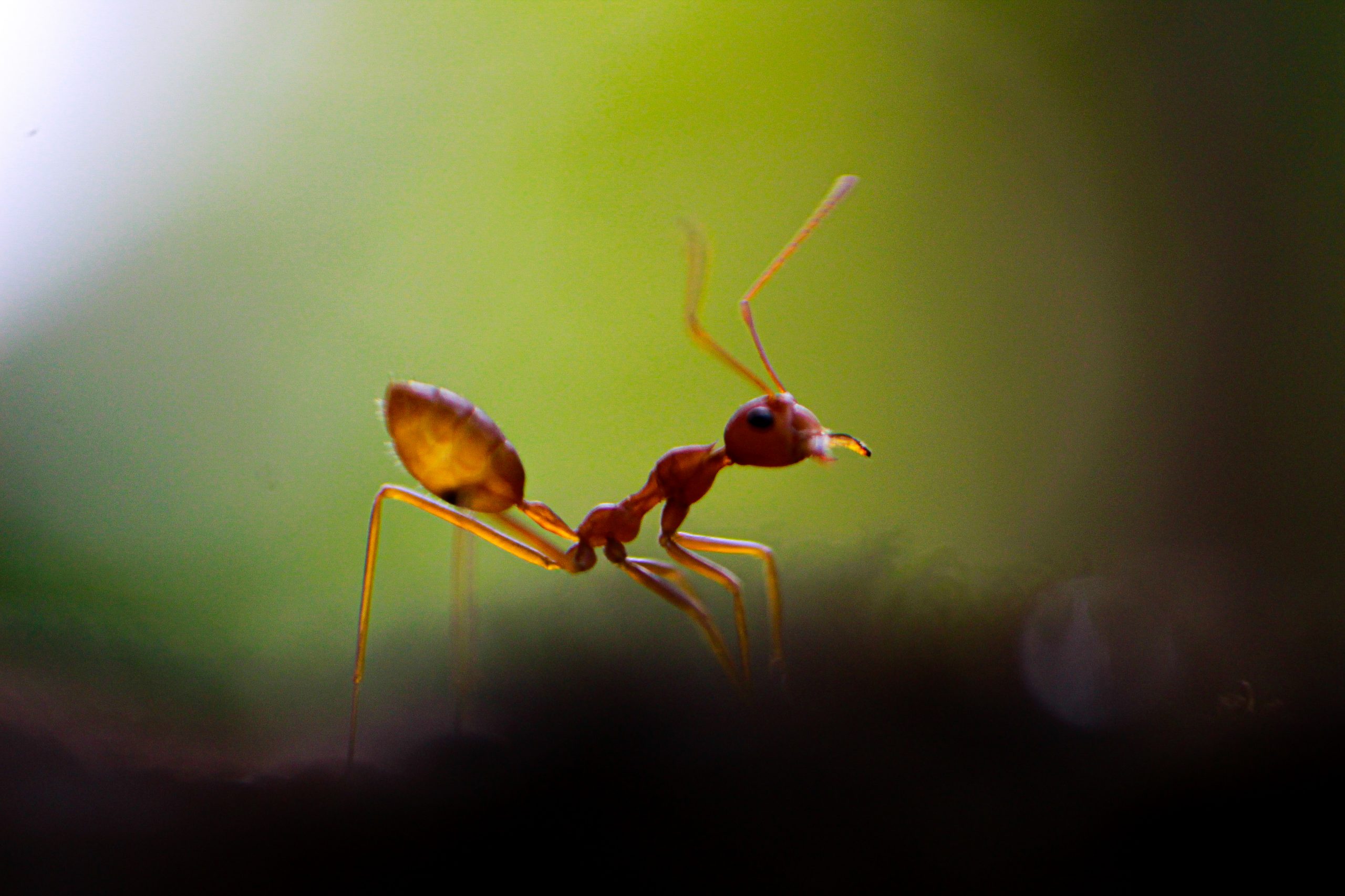 ant close up