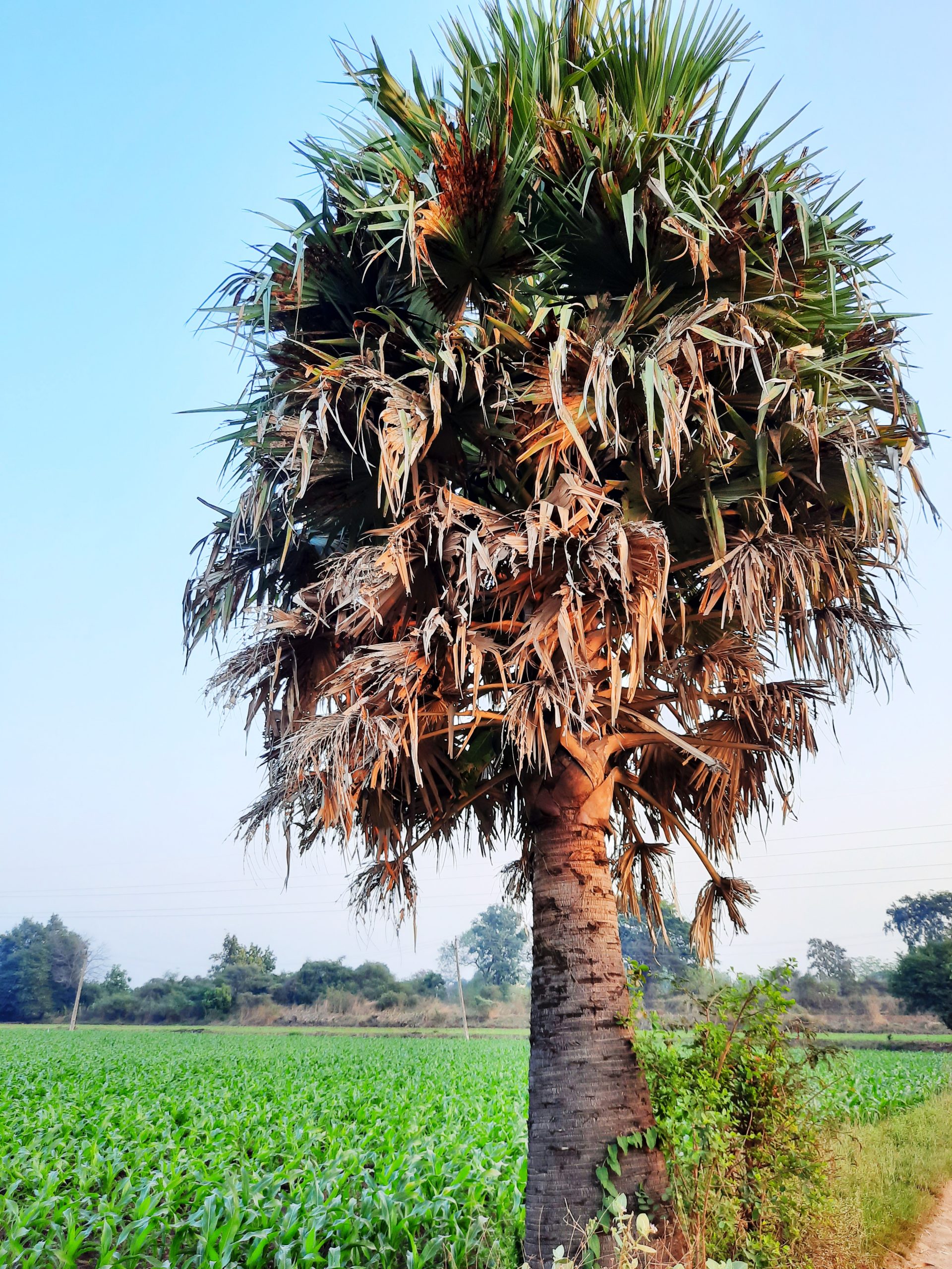 Asian palmyra palm tree