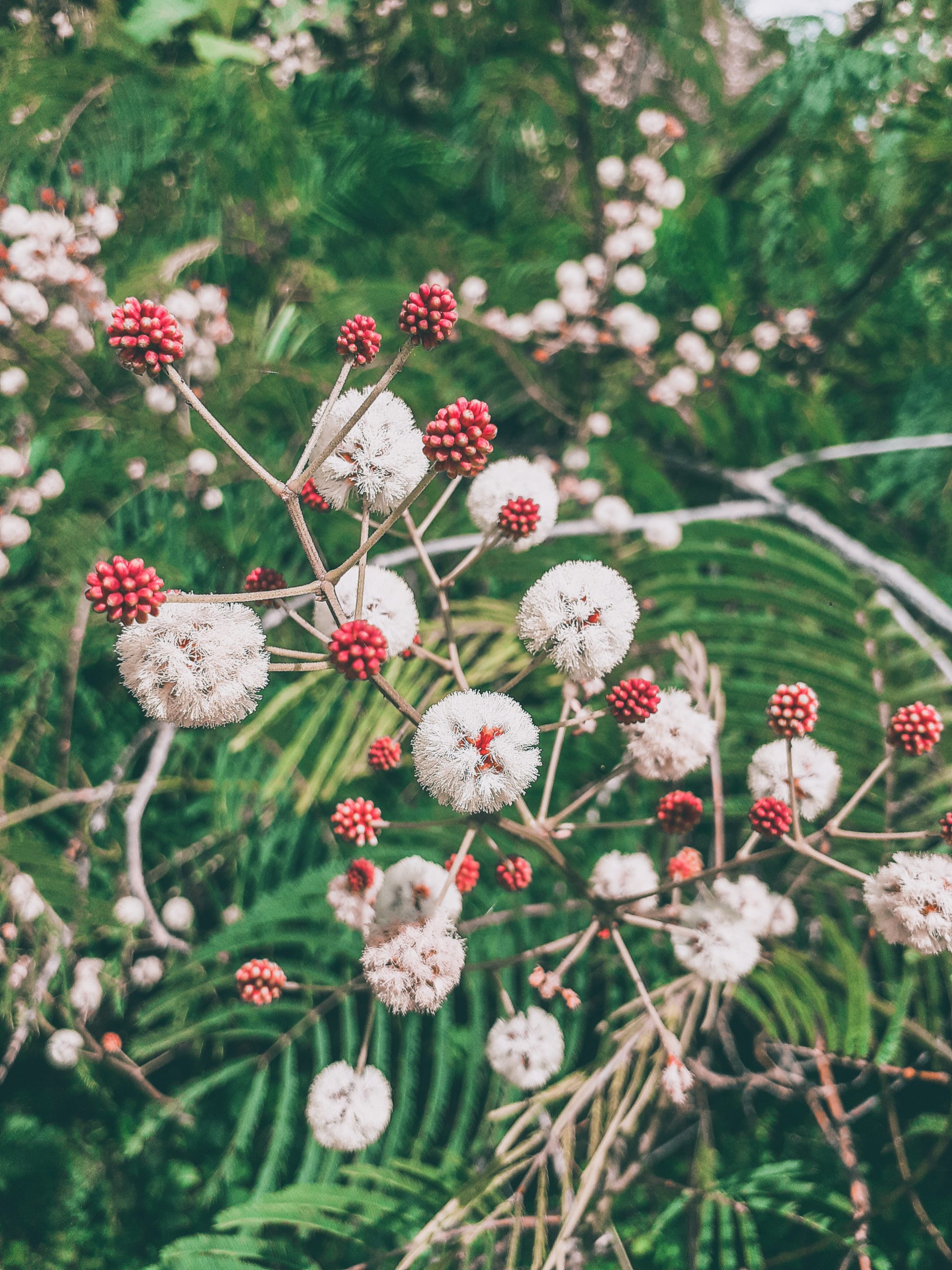 Babool plant flowers and seeds