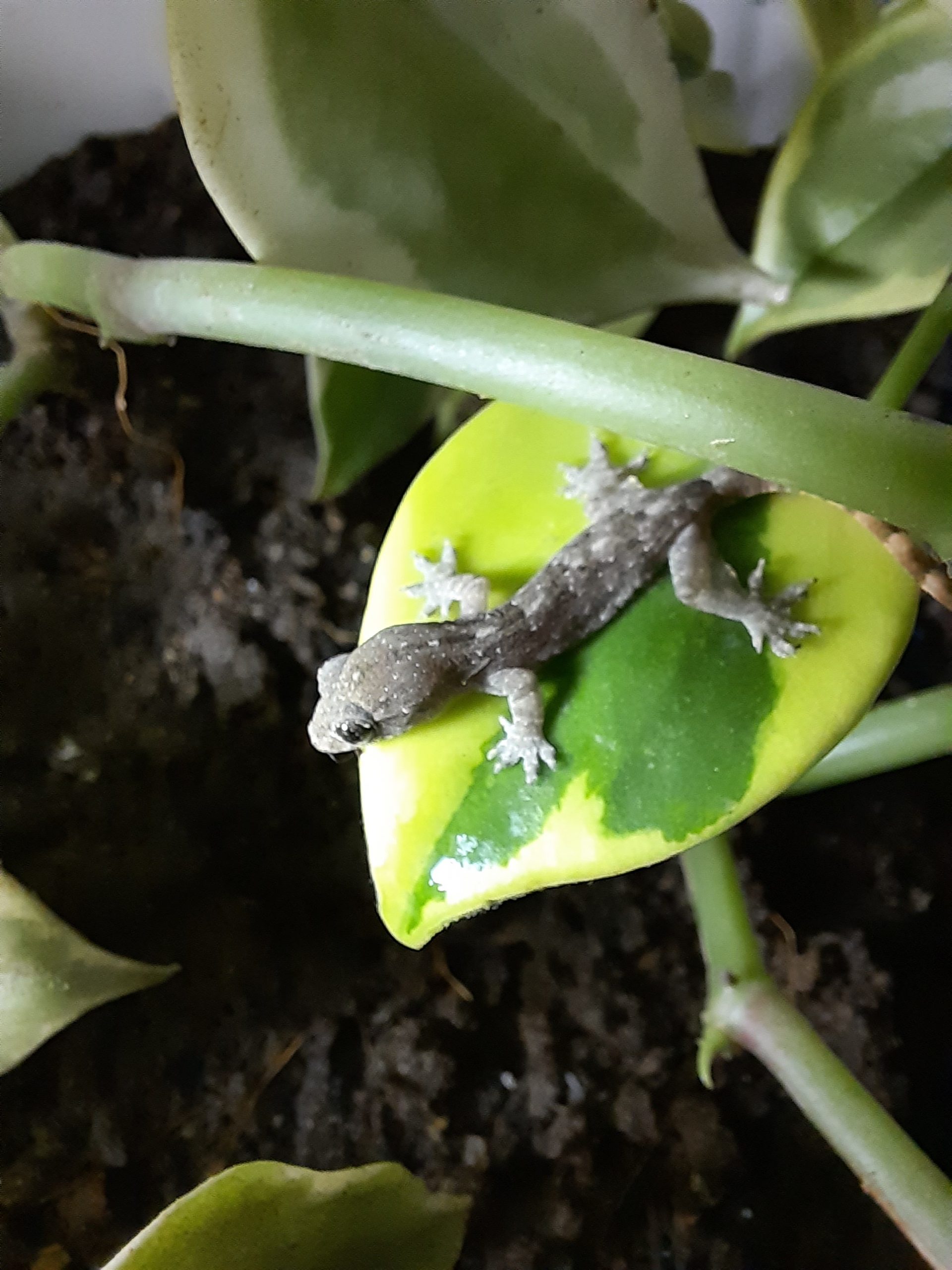 Lizard on leaf