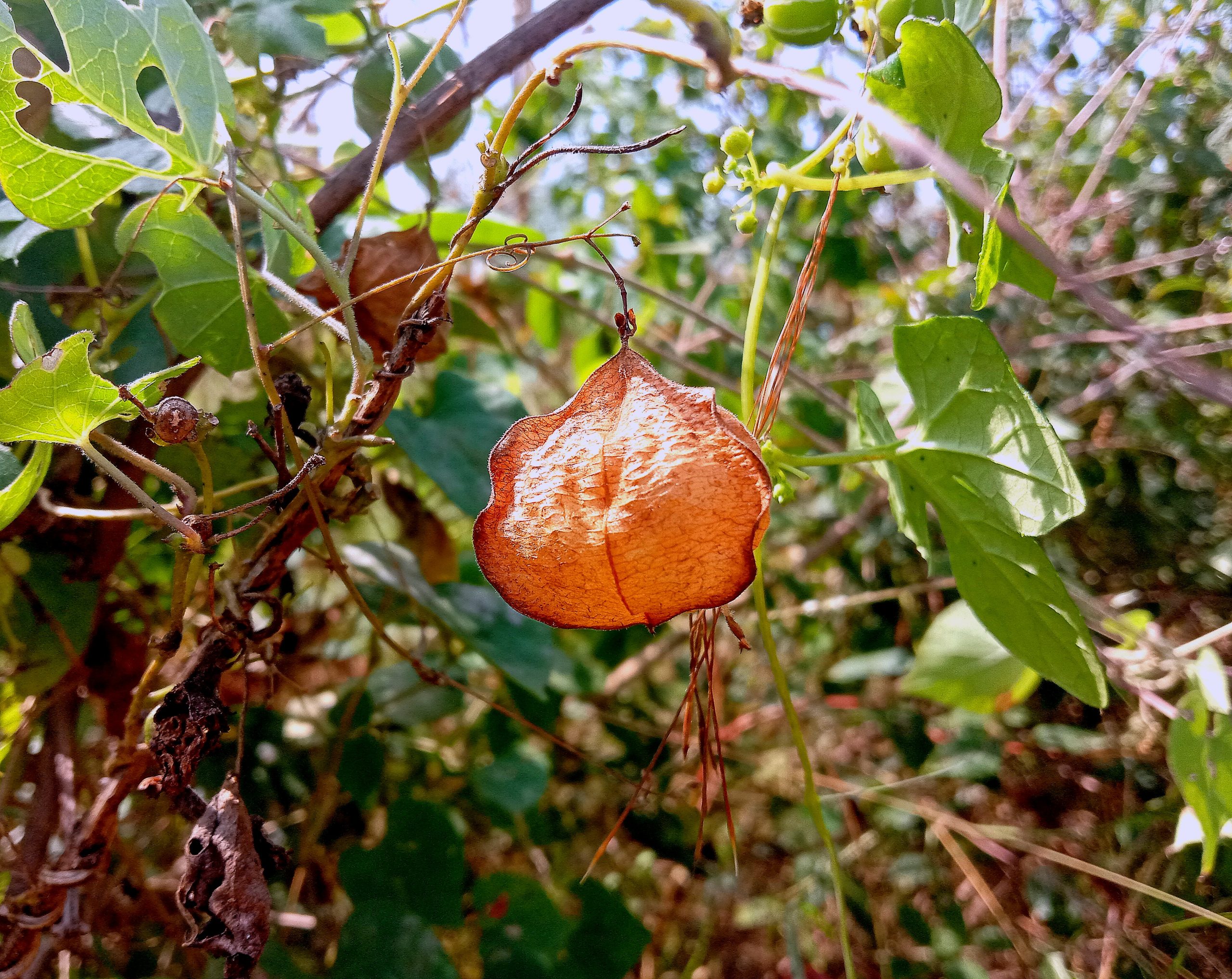 Balloon vine plant