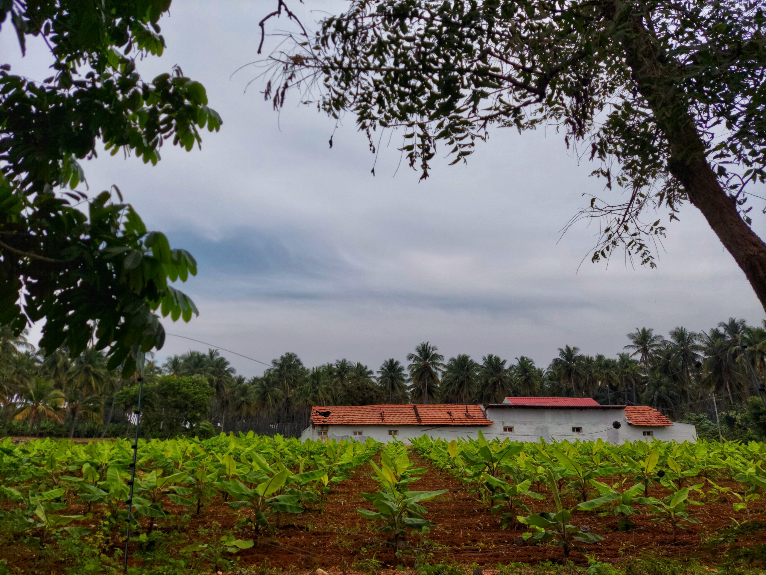 Agriculture field