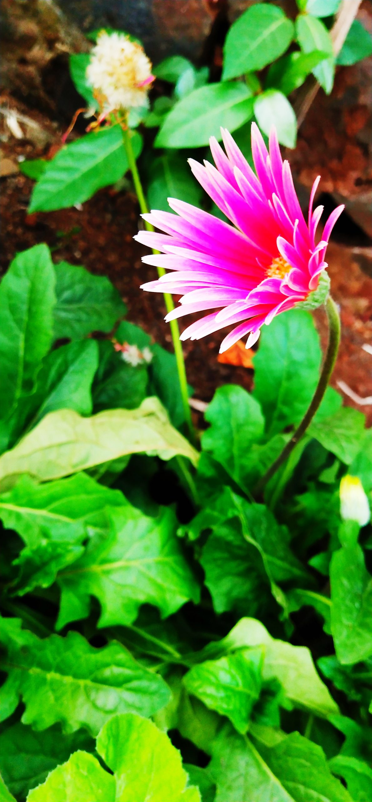 Barberton daisy flower