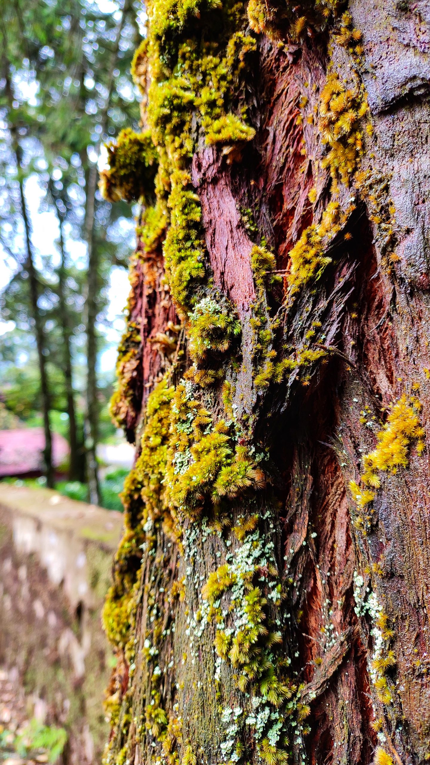 Moss on a tree bark