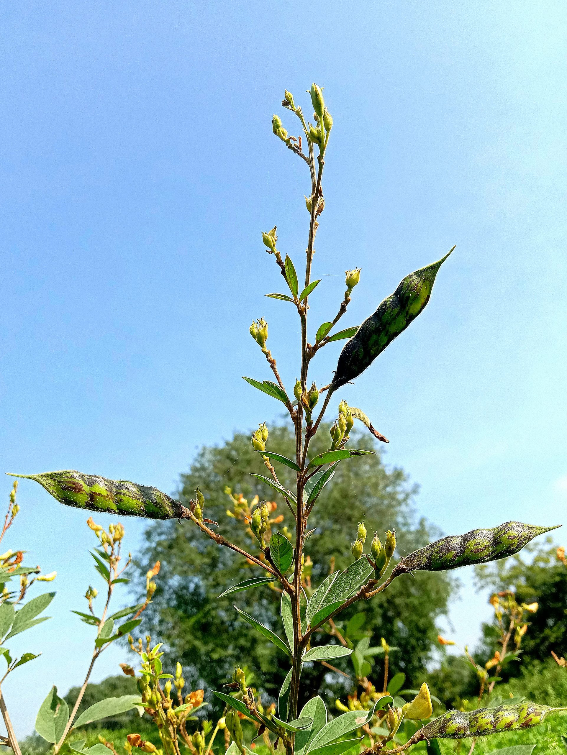 Beans plant