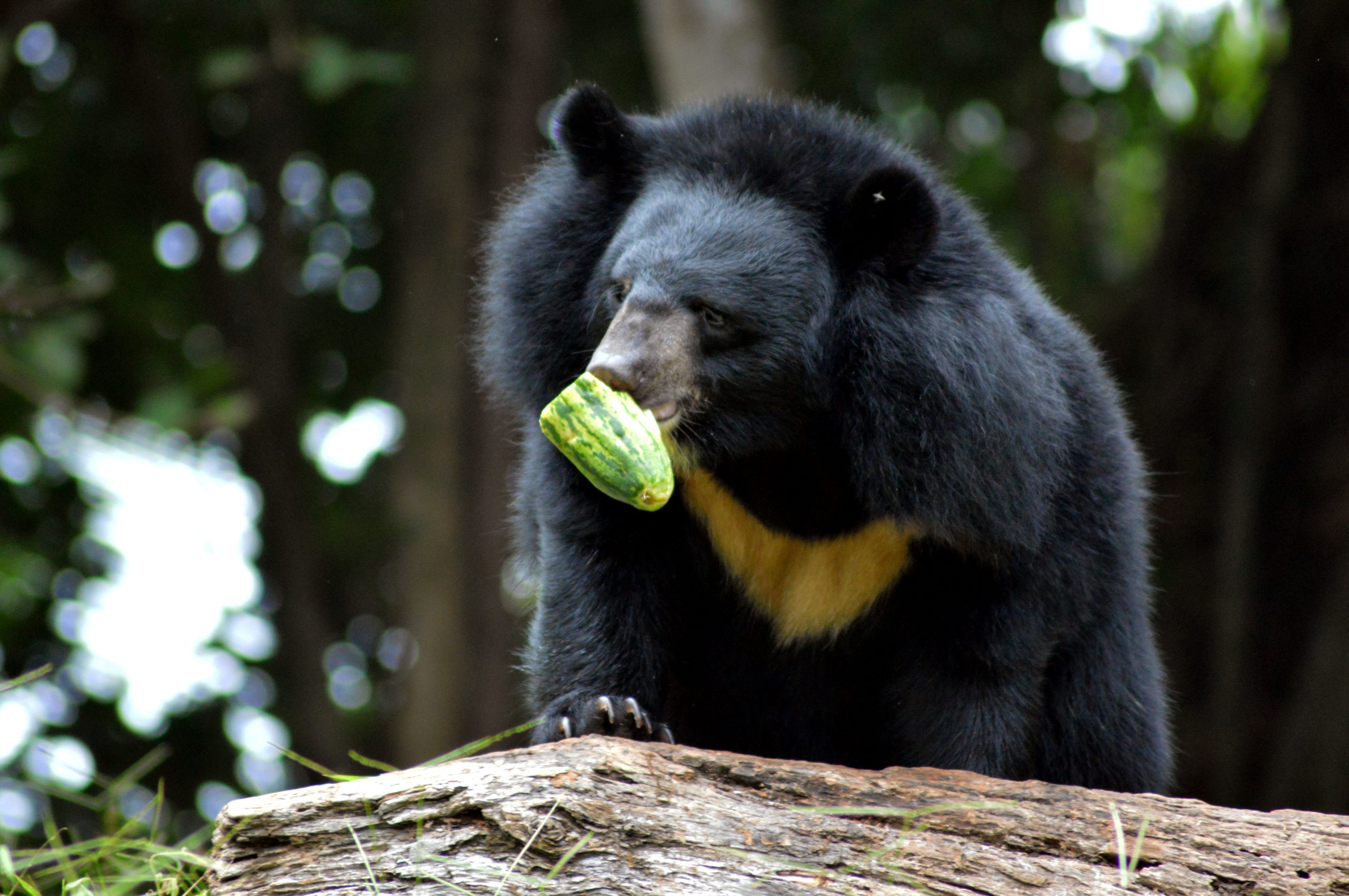 bear eating
