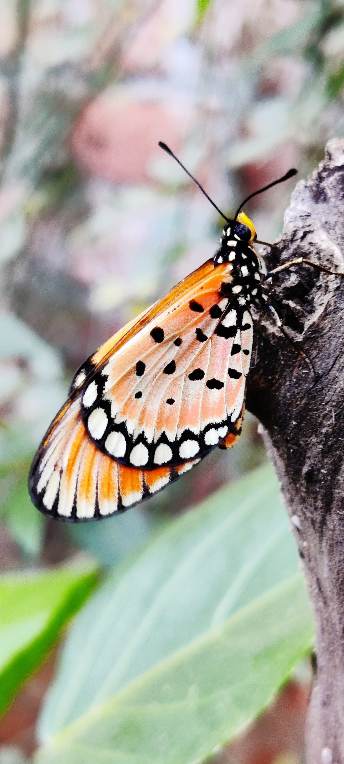 Beautiful Butterfly Close-up