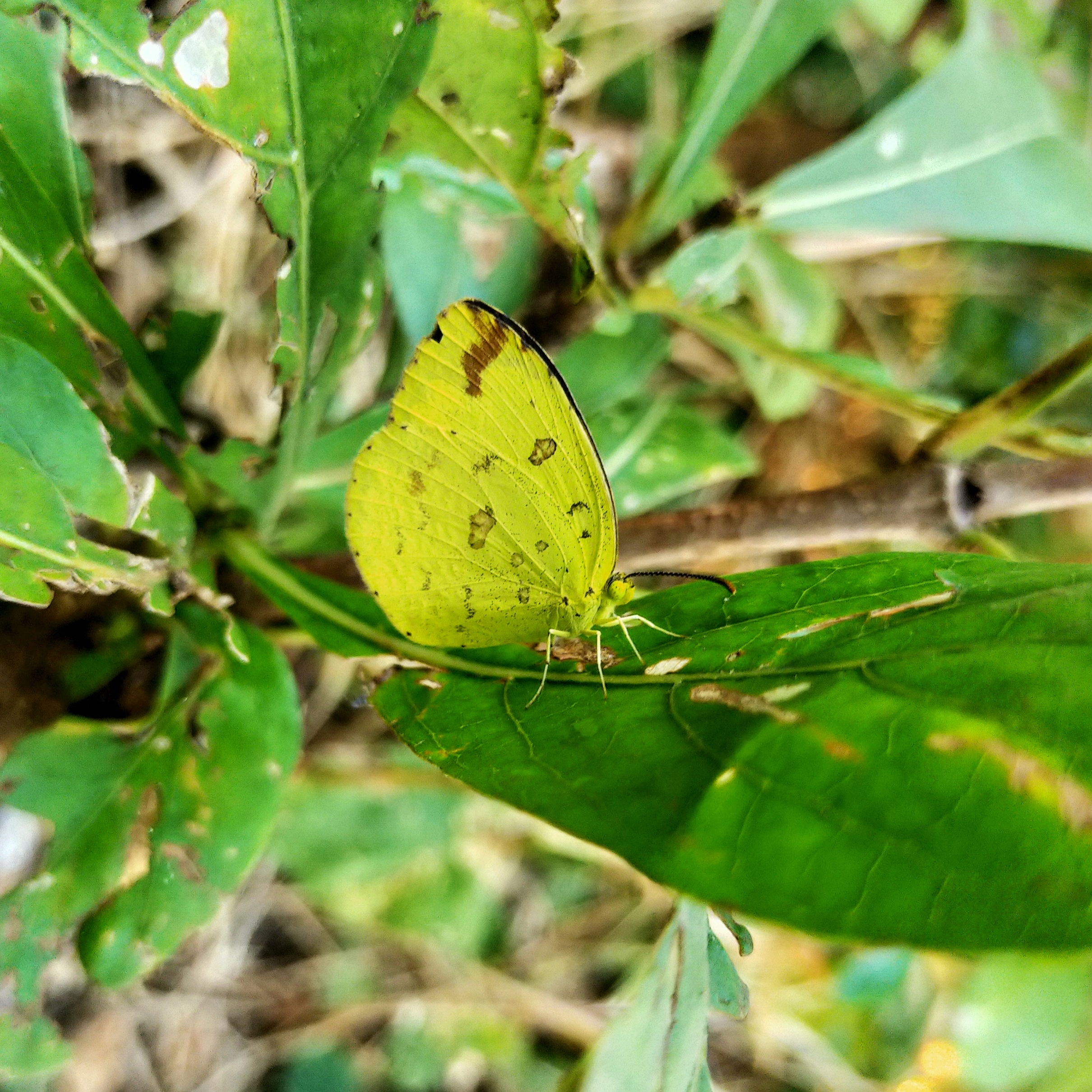 Beautiful Green Butterfly