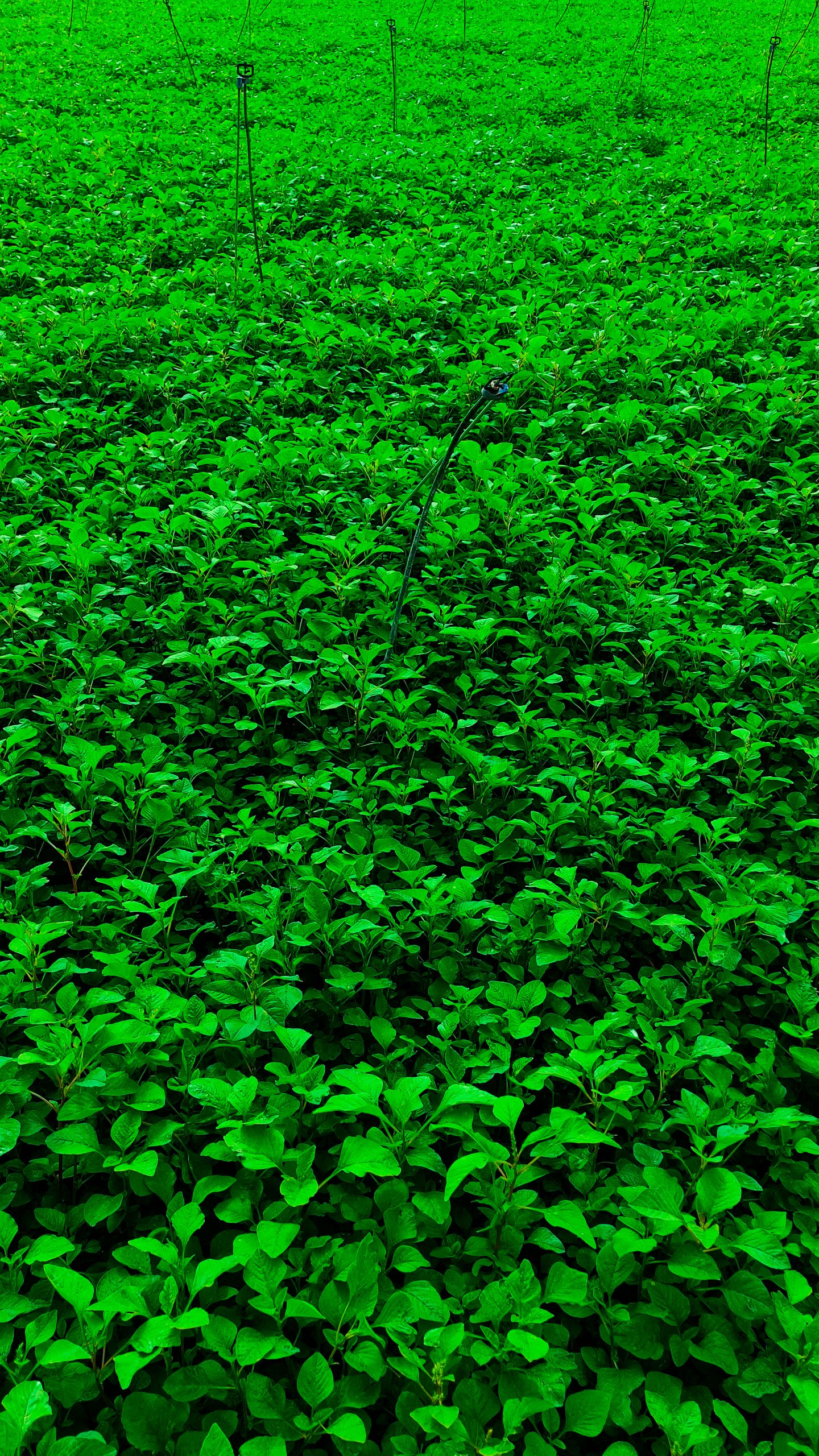 Beautiful Green Leaves