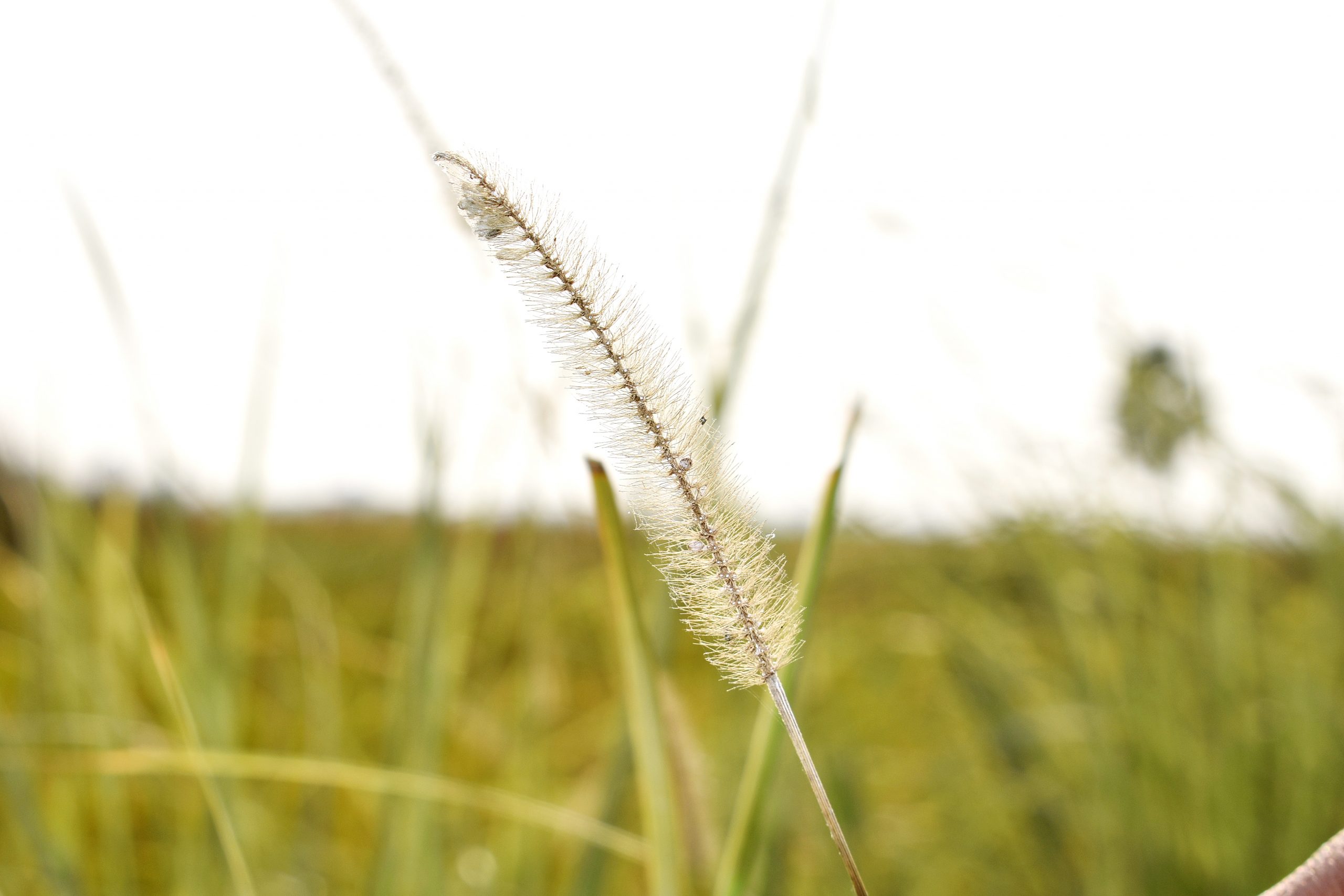 Macro view of plant