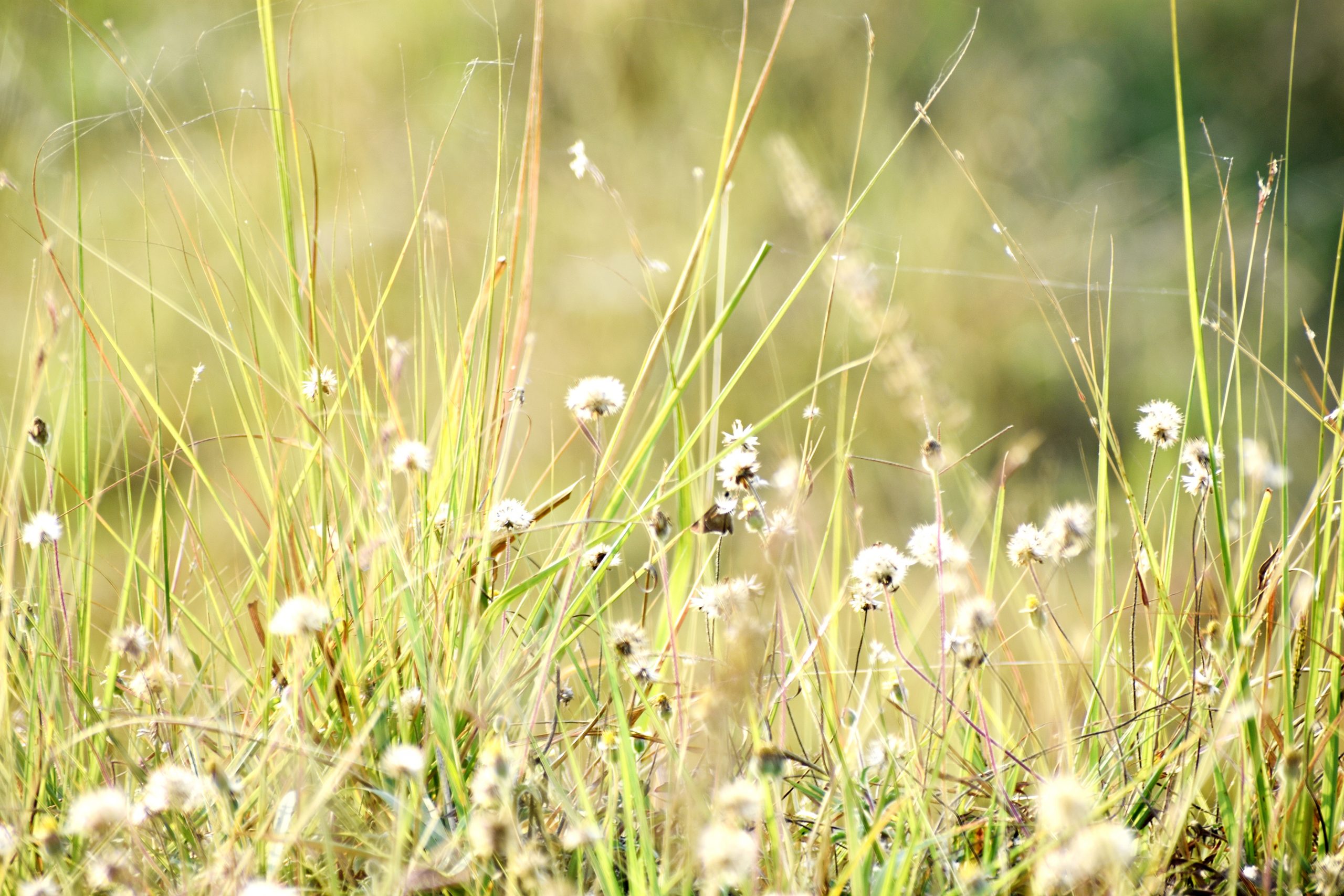 Grass and flower