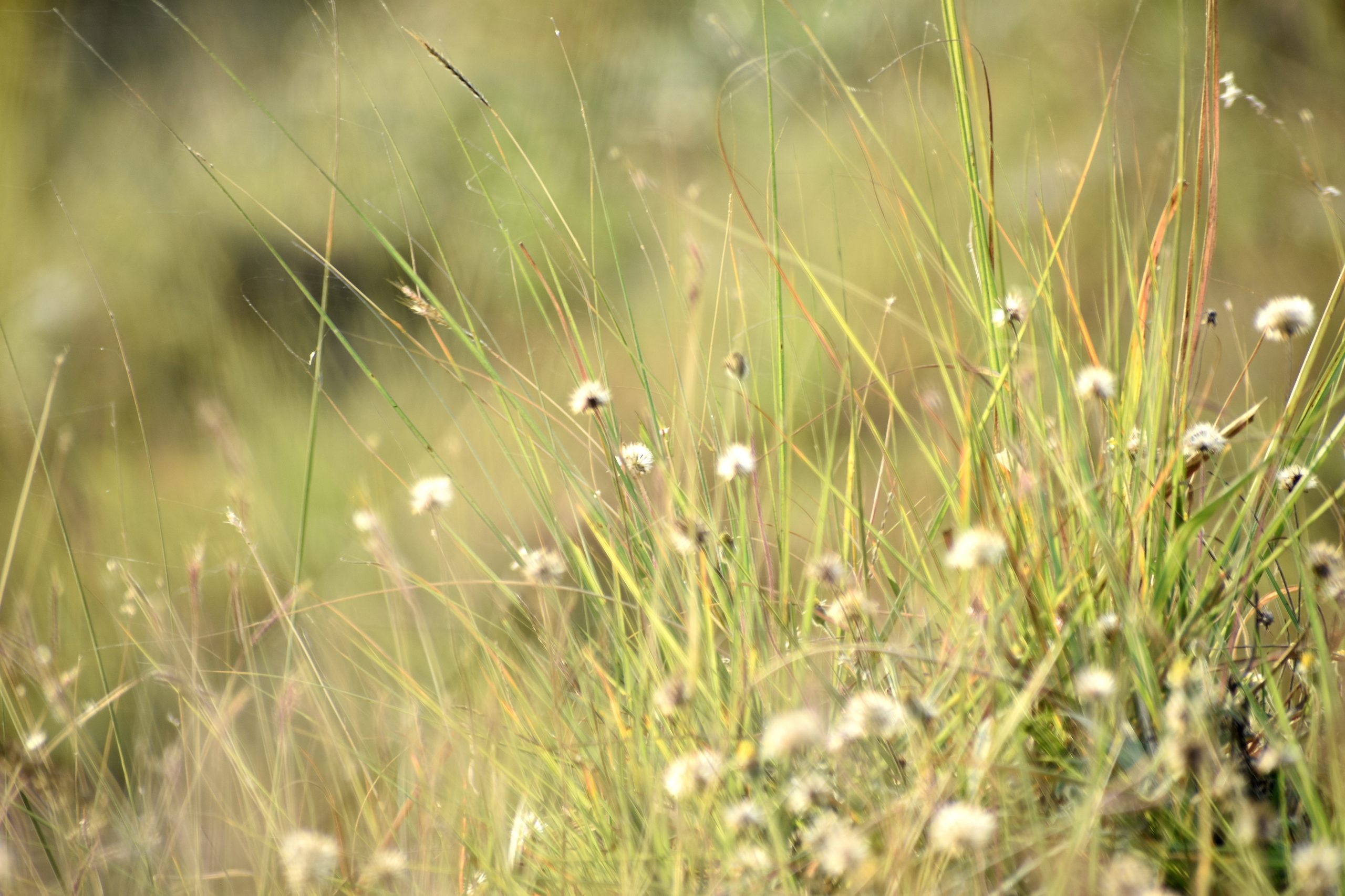 Grass and their flowers