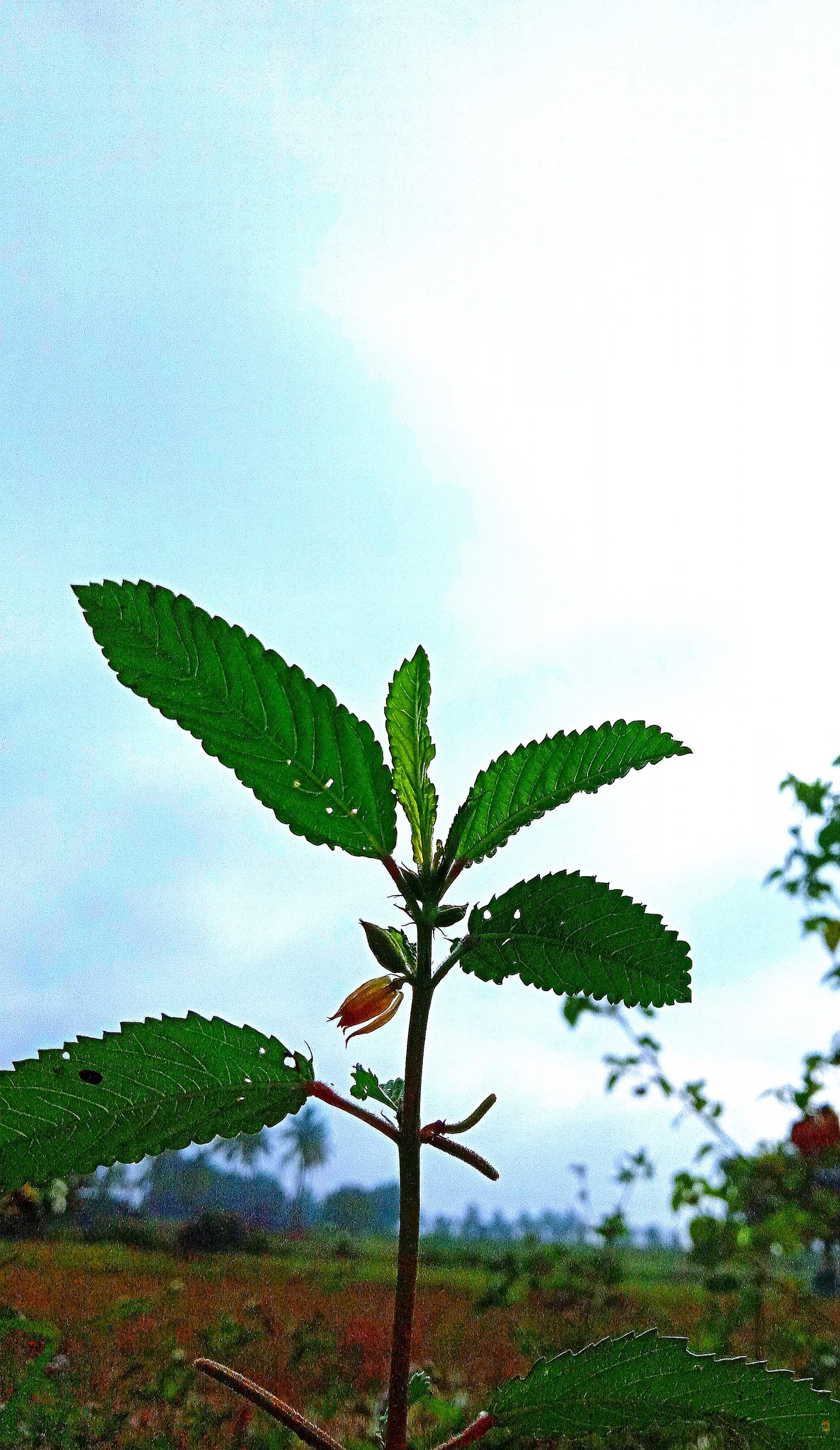 leaves of a plant