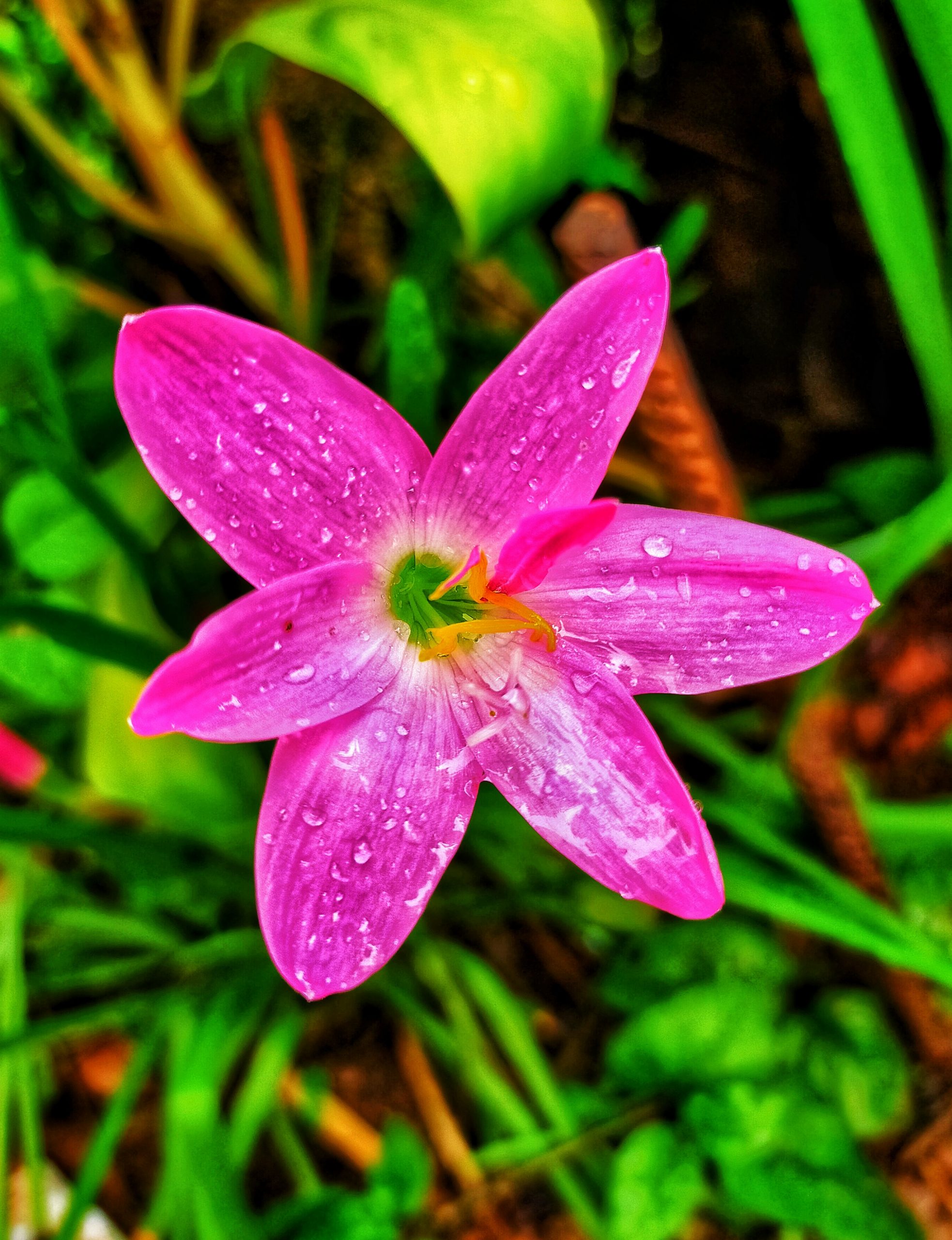 pink flower