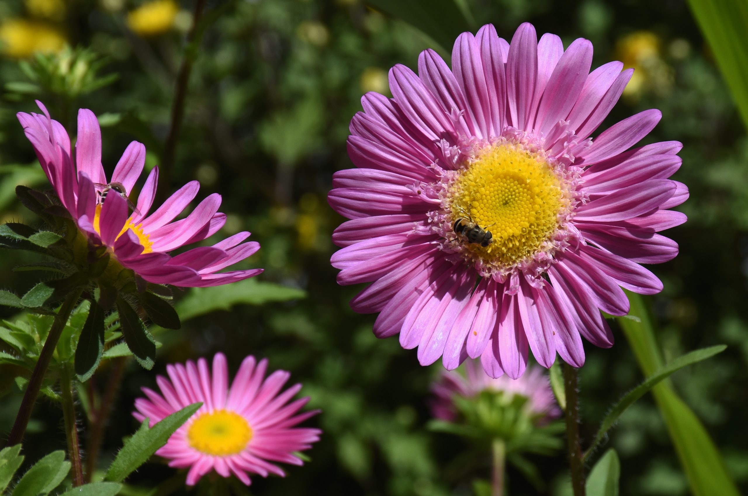 Flowering plant