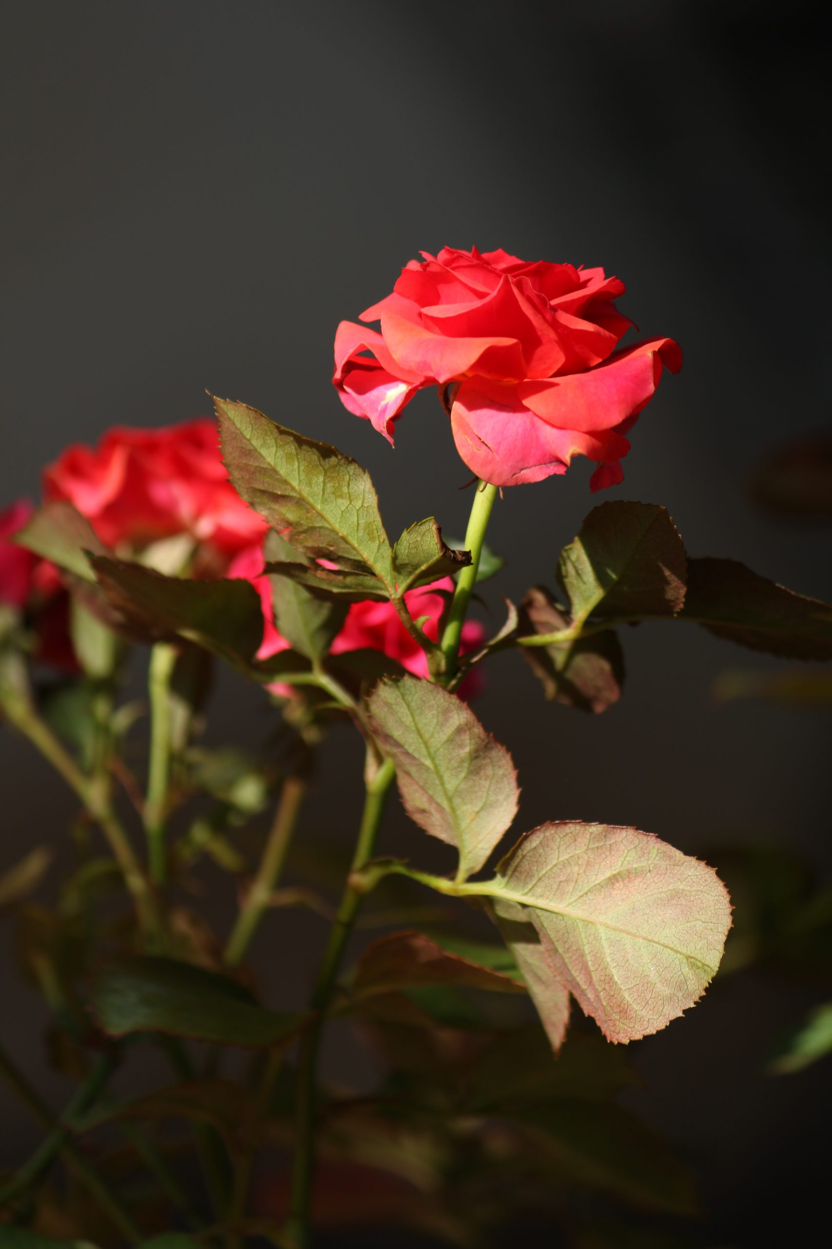 Beauty of Red Rose