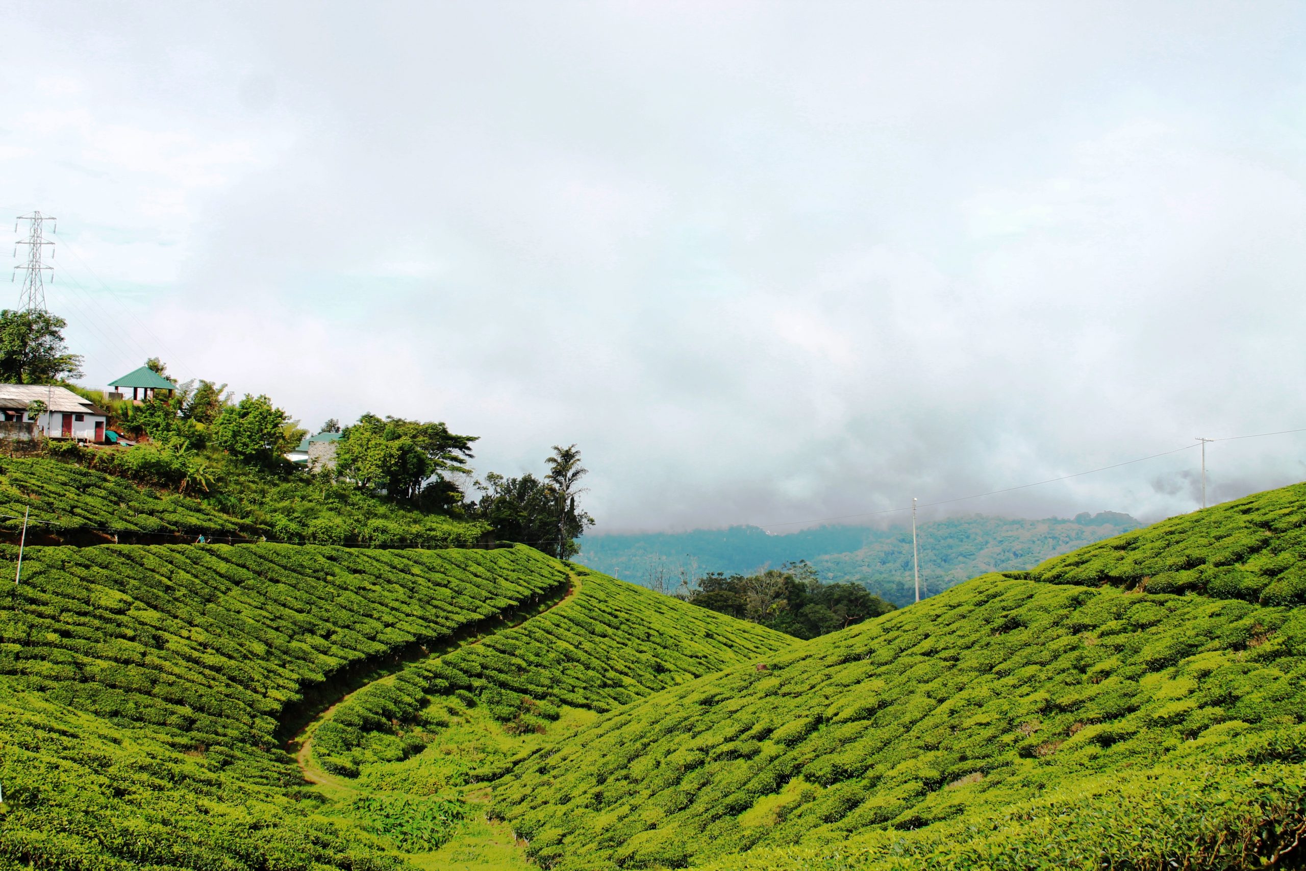 Beauty of Tea Gardens