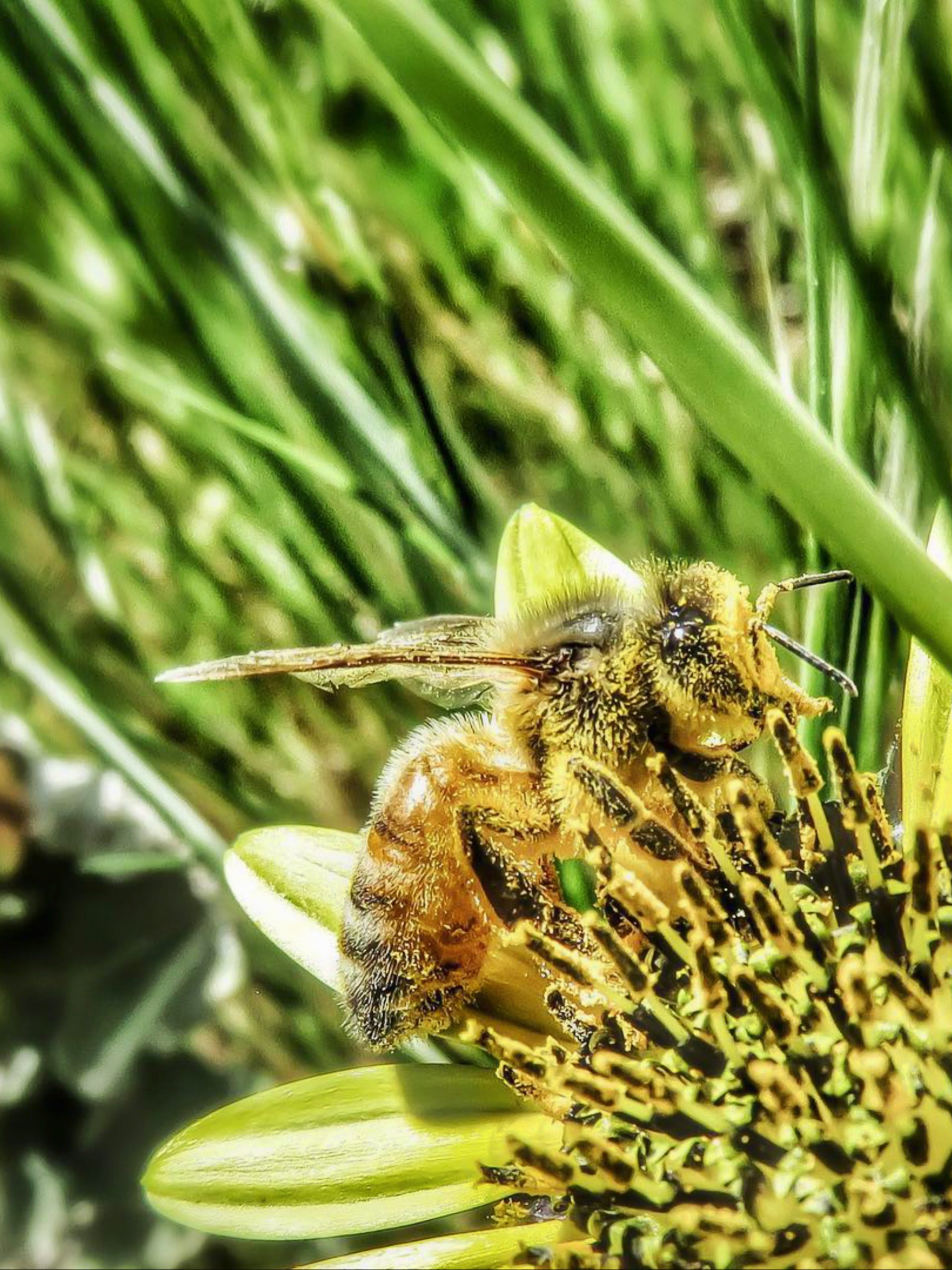 Bee Close-up