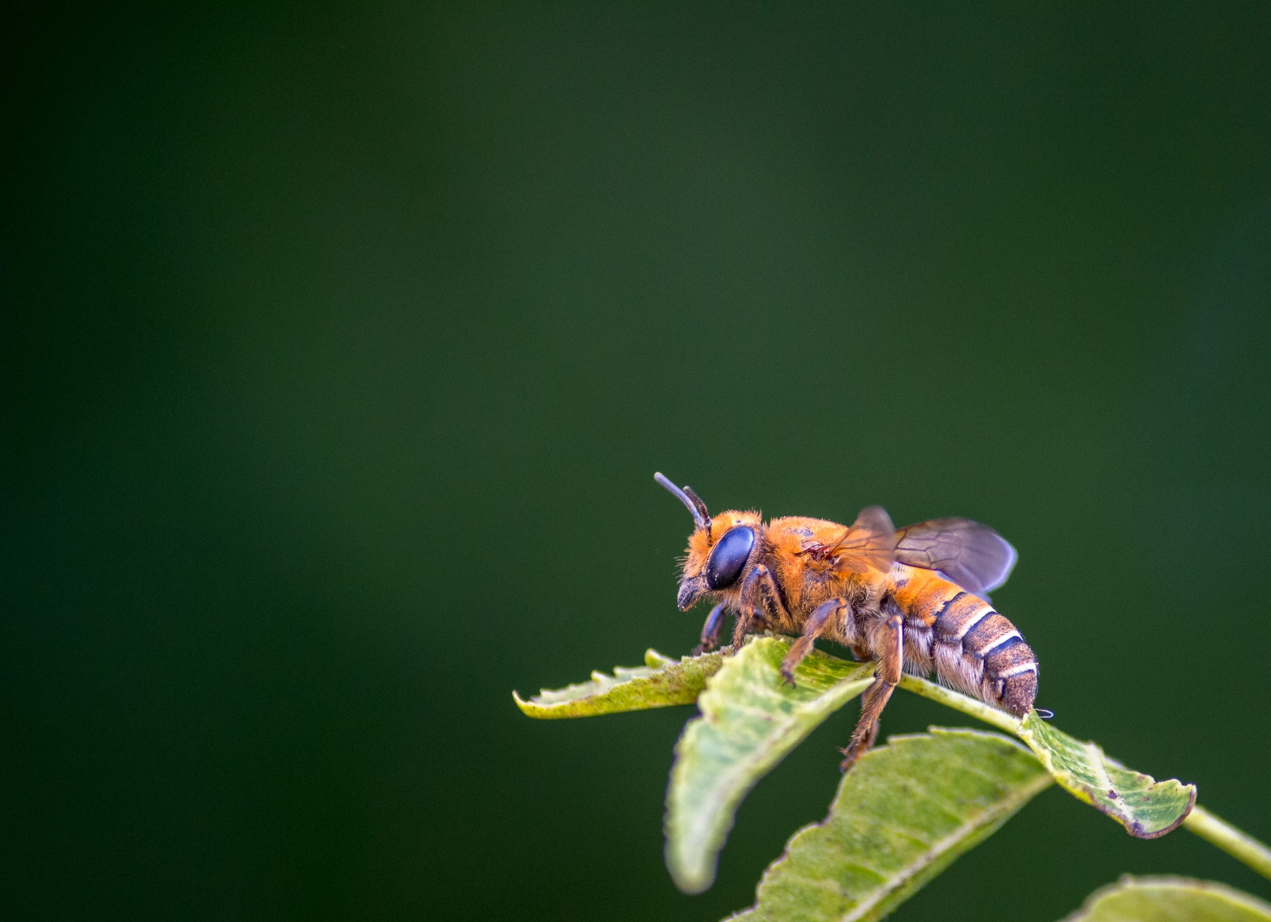 Bee Resting on the Leaves