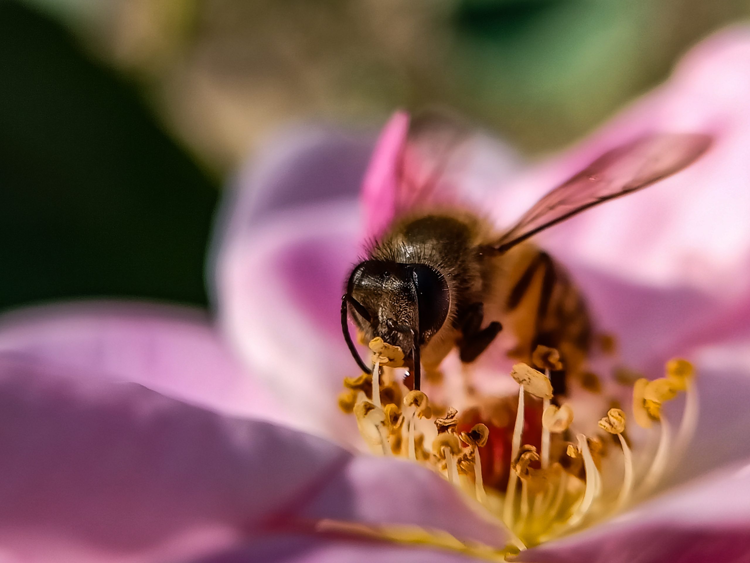 bee sucking the nectar