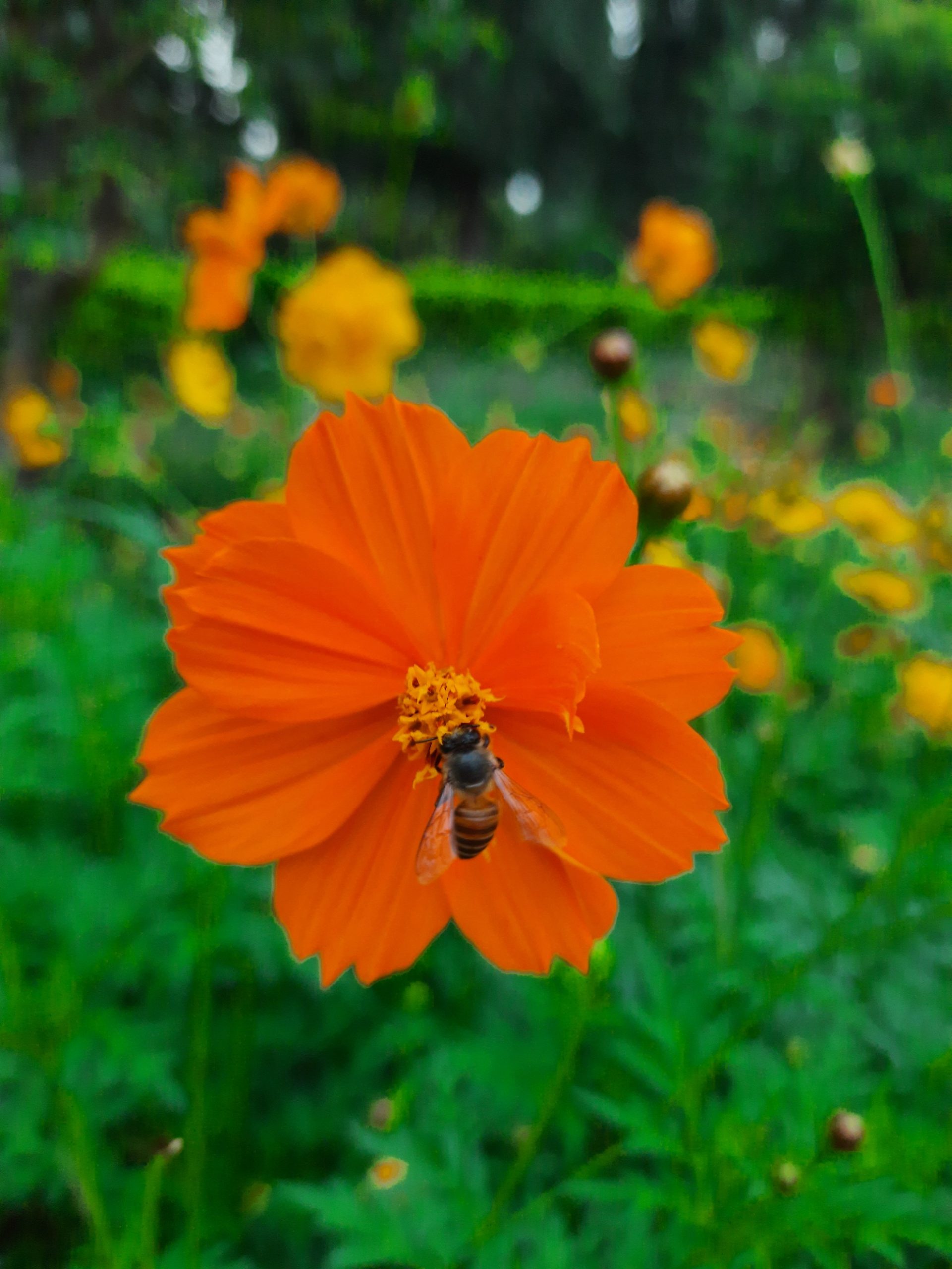 Nectar Close-up