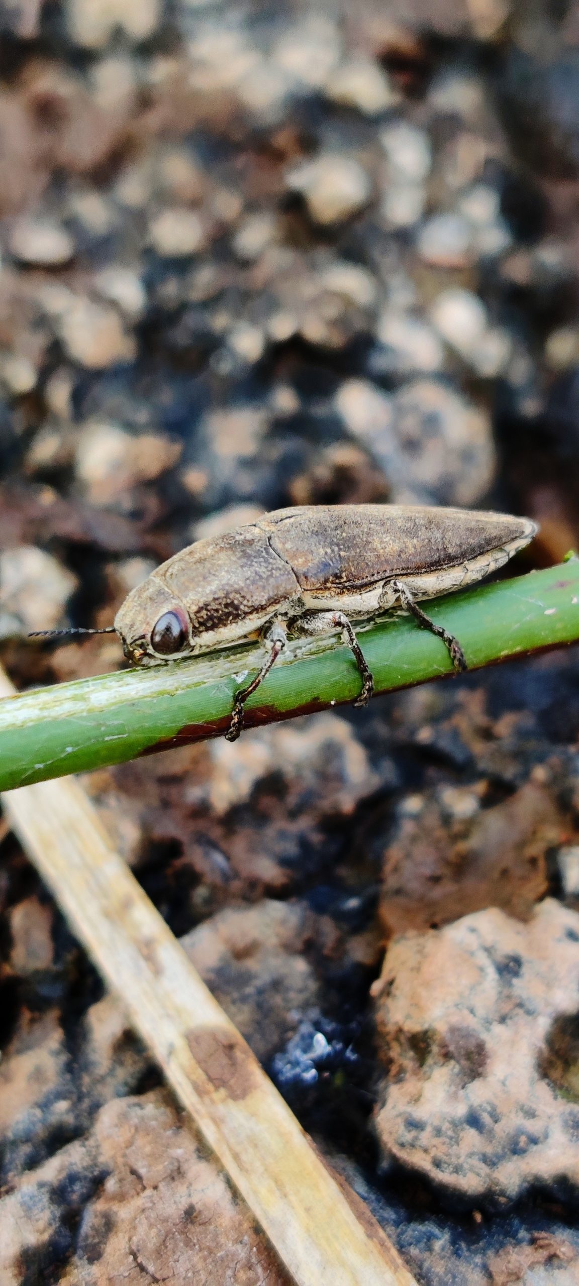 Beetle Close-up