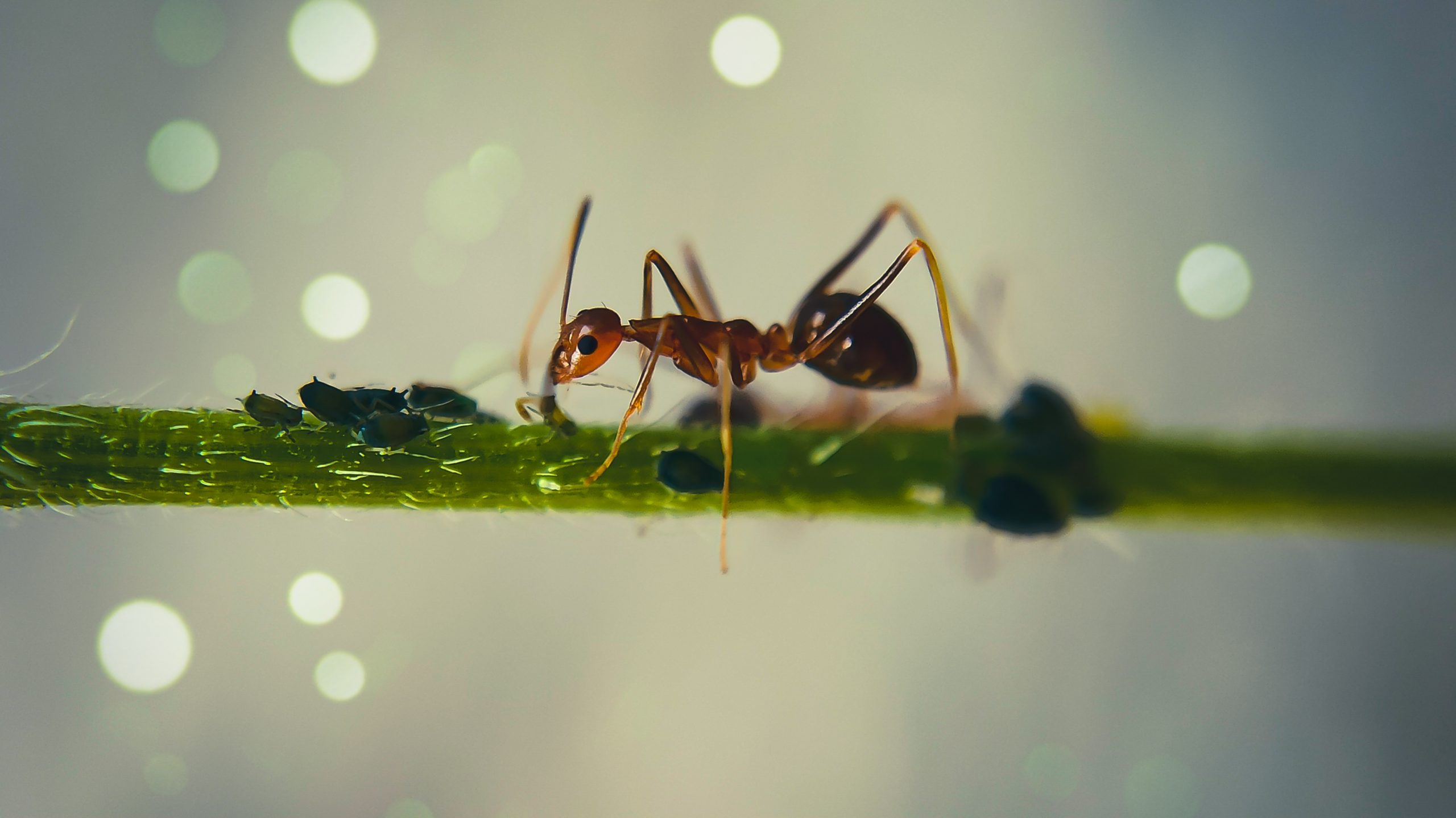 Big ant on a branch