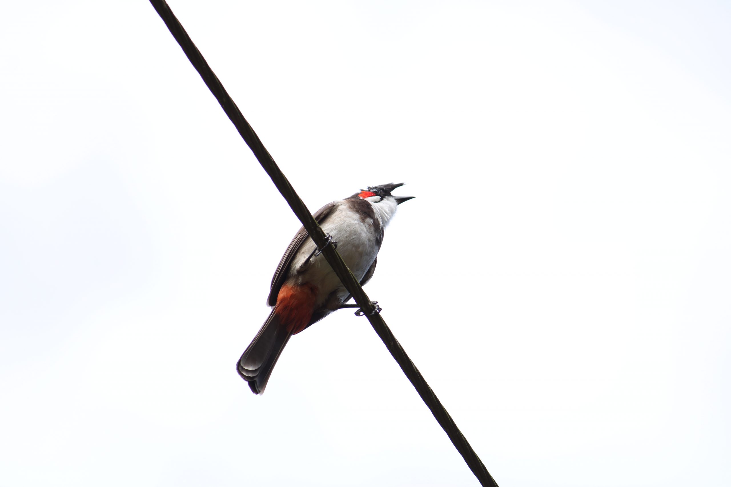 Bird sitting on wire