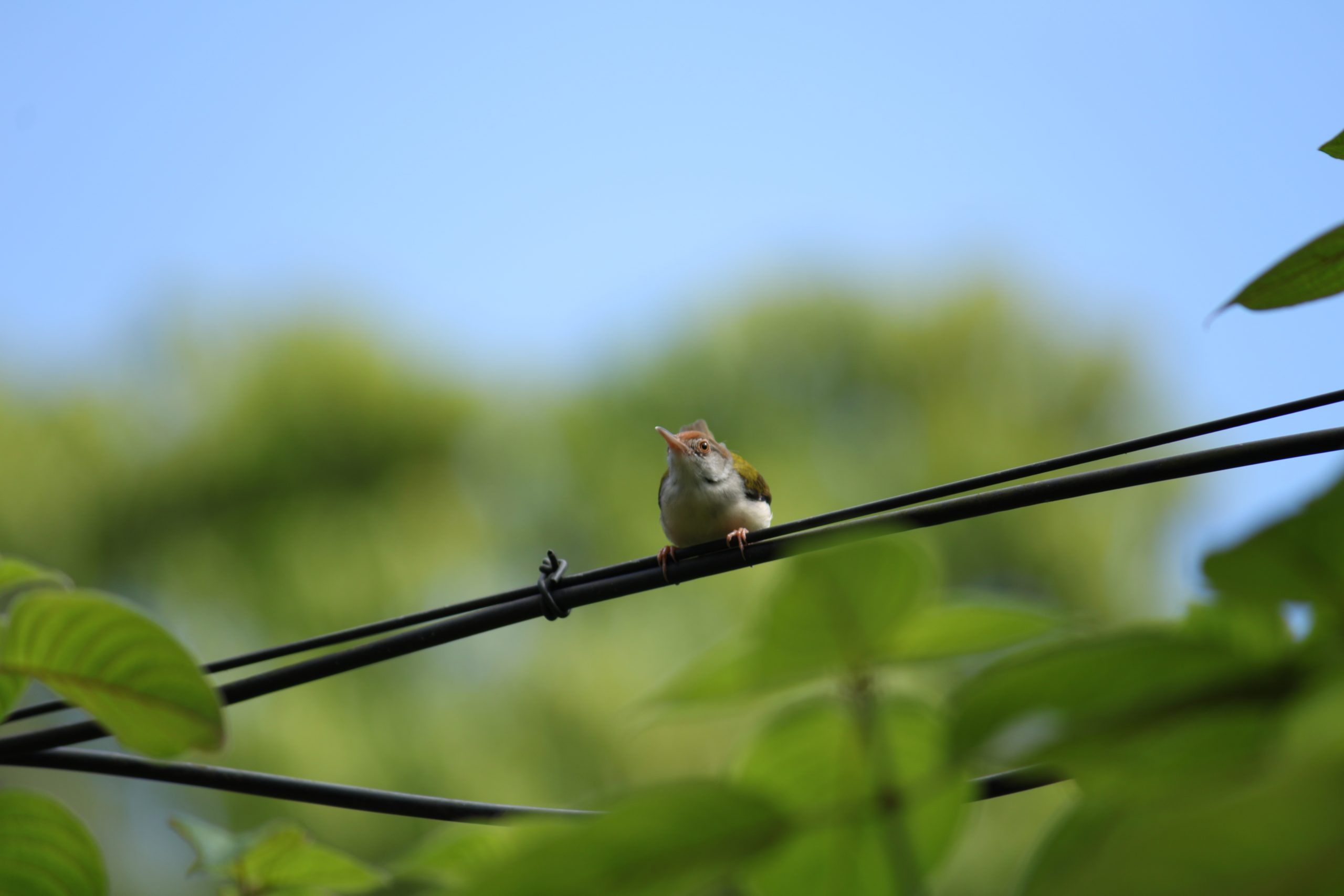 bird sitting on an electric line