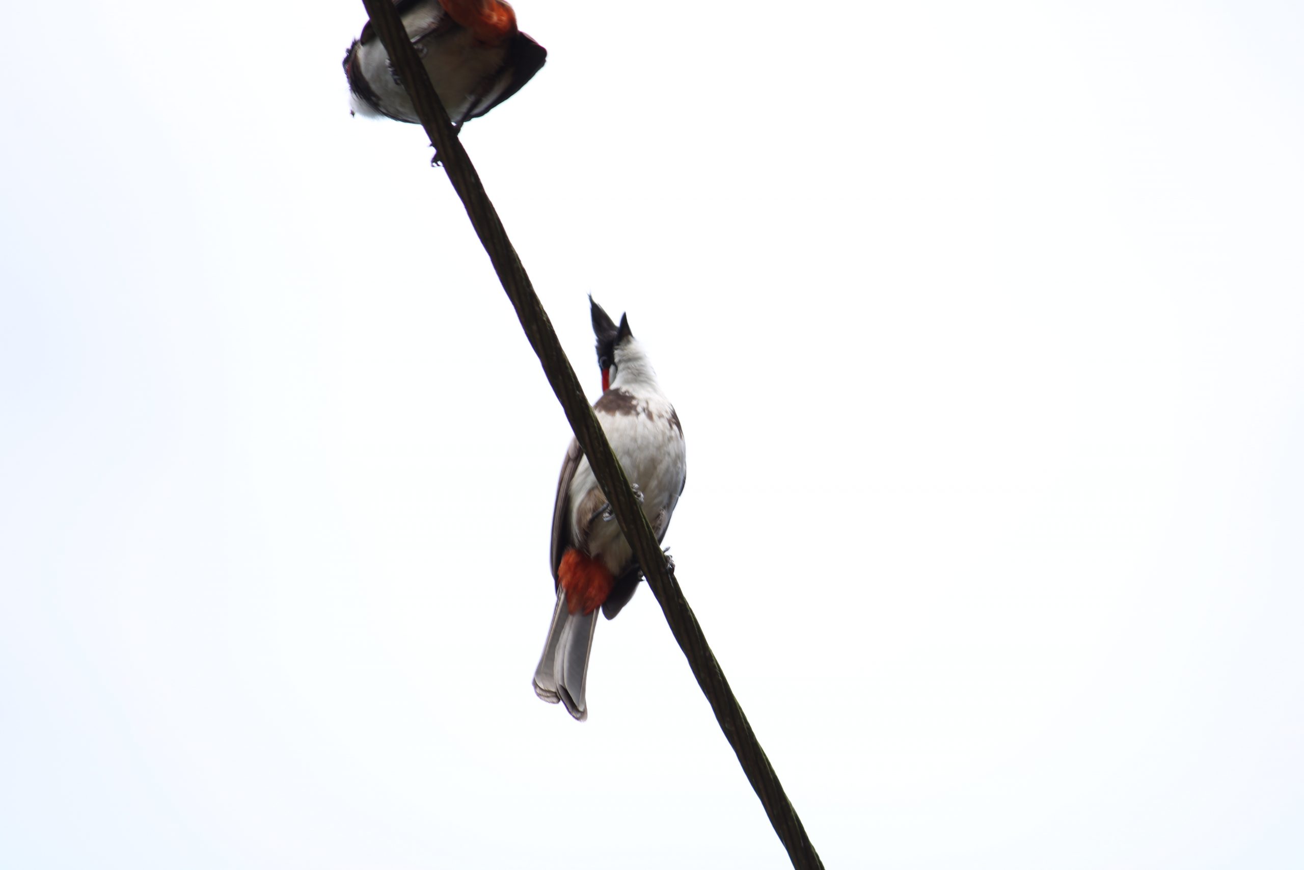 Birds sitting on wire