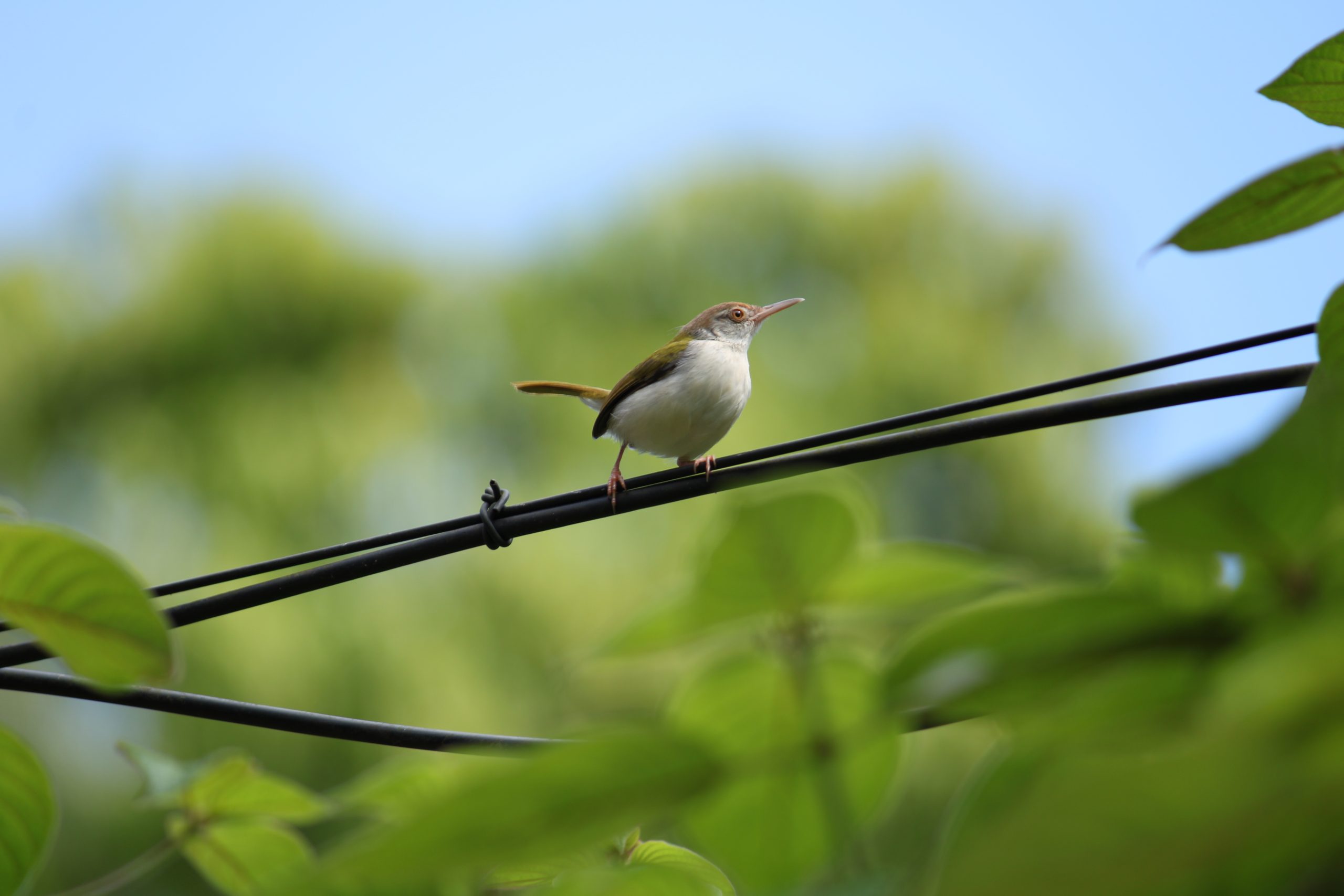 A bird on electric wire