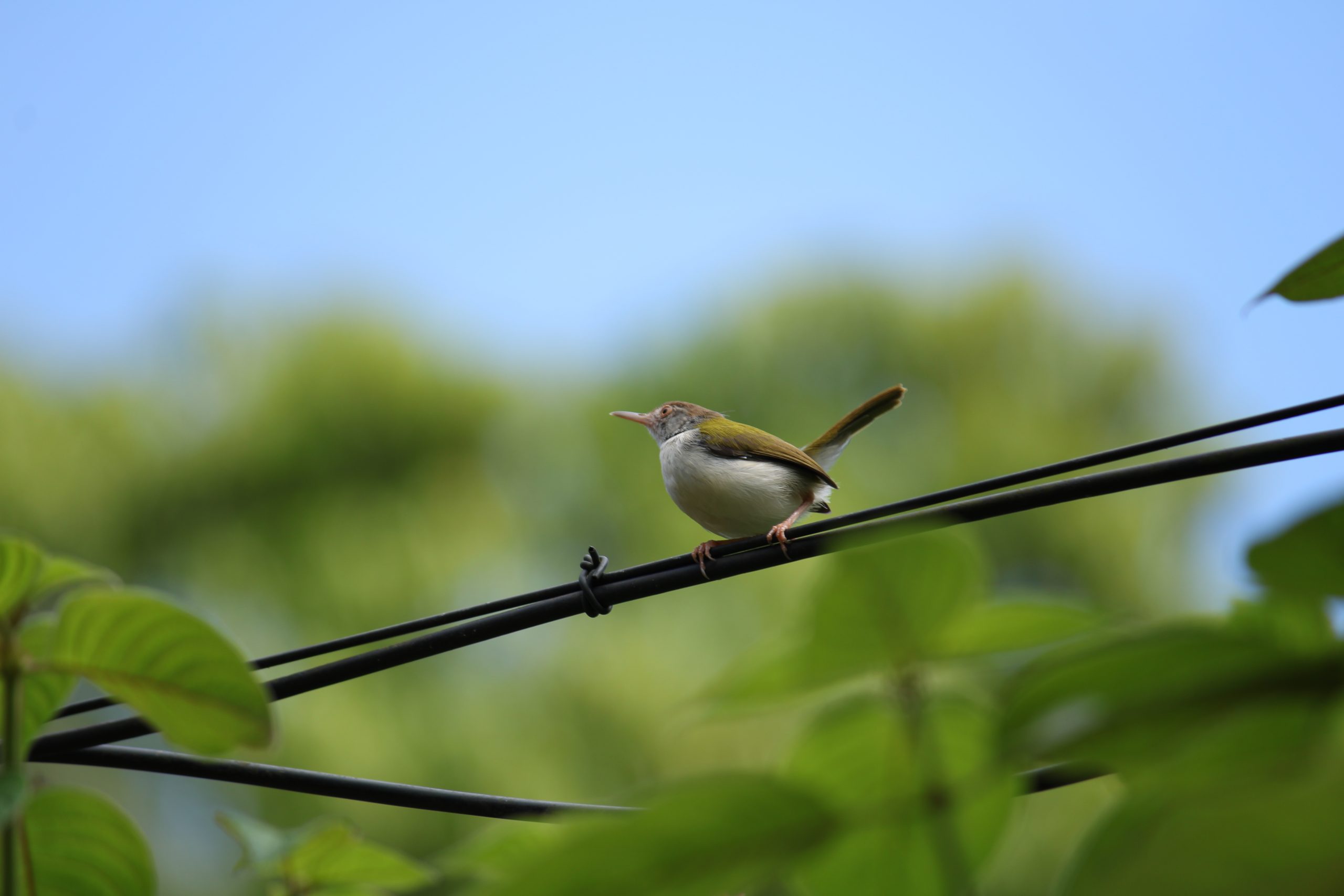 bird on an electric line