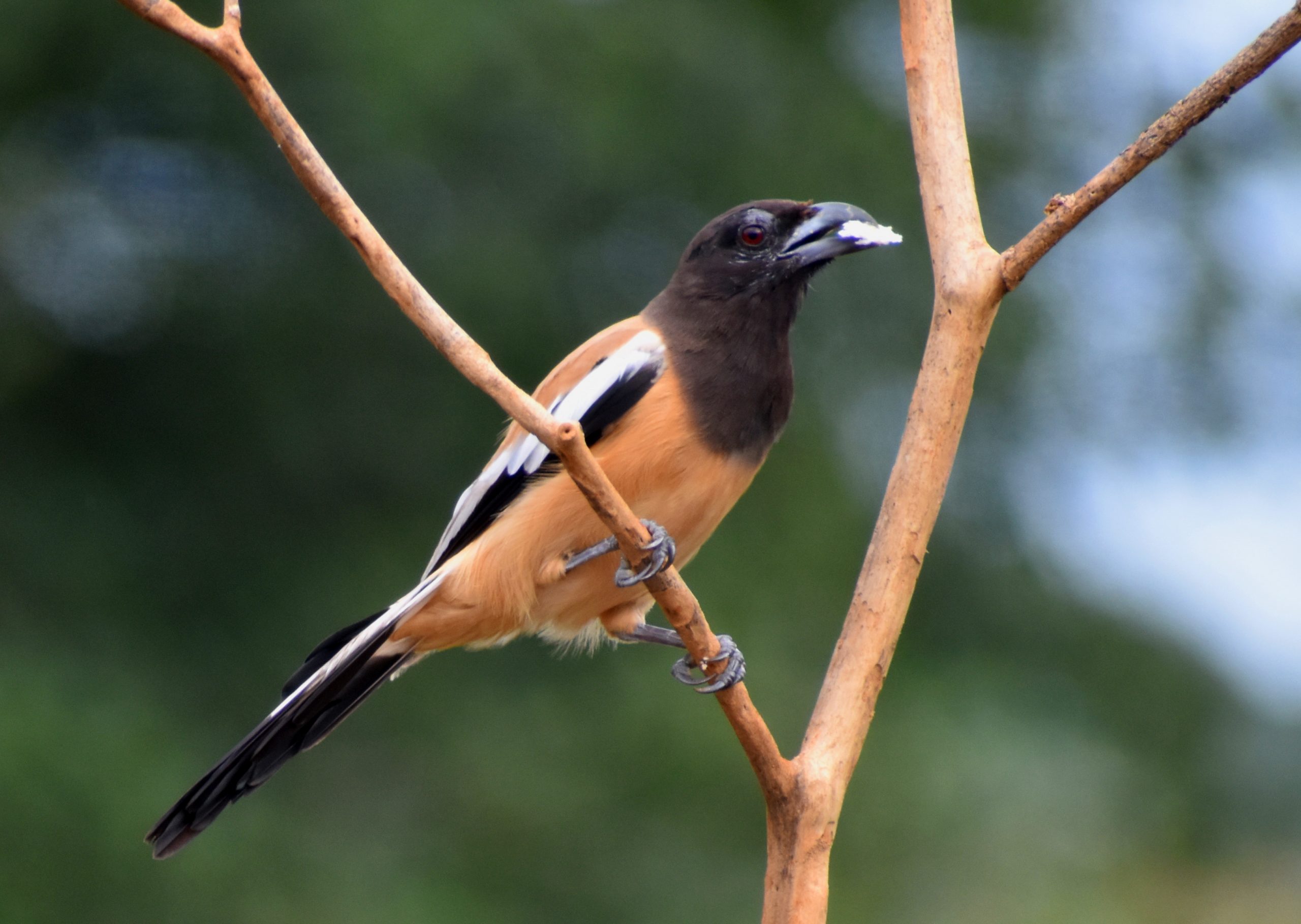 Bird sitting on tree