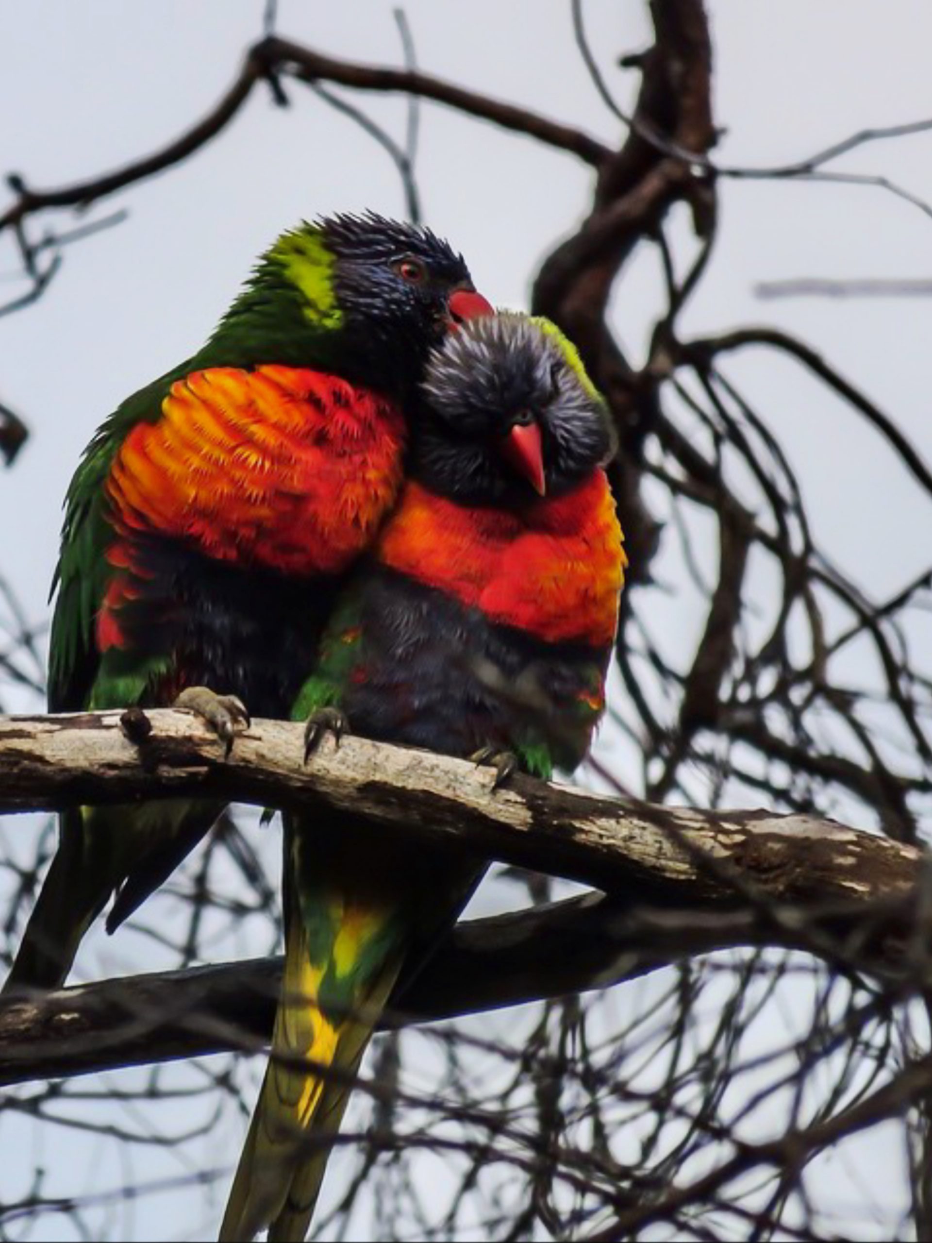 Birds sitting on tree