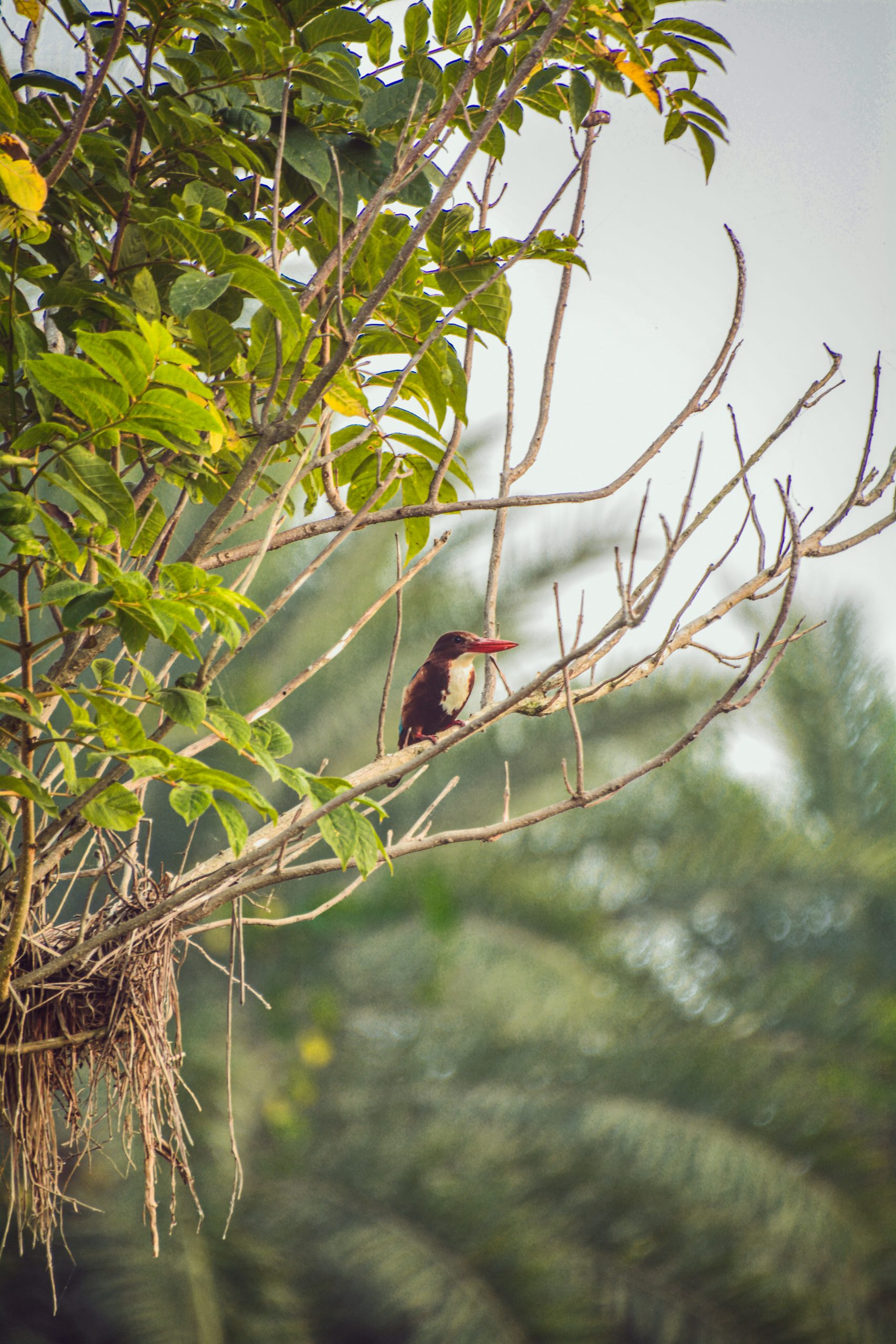 Bird sitting on tree