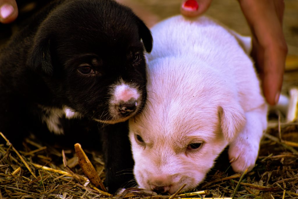 Black and white puppies PixaHive