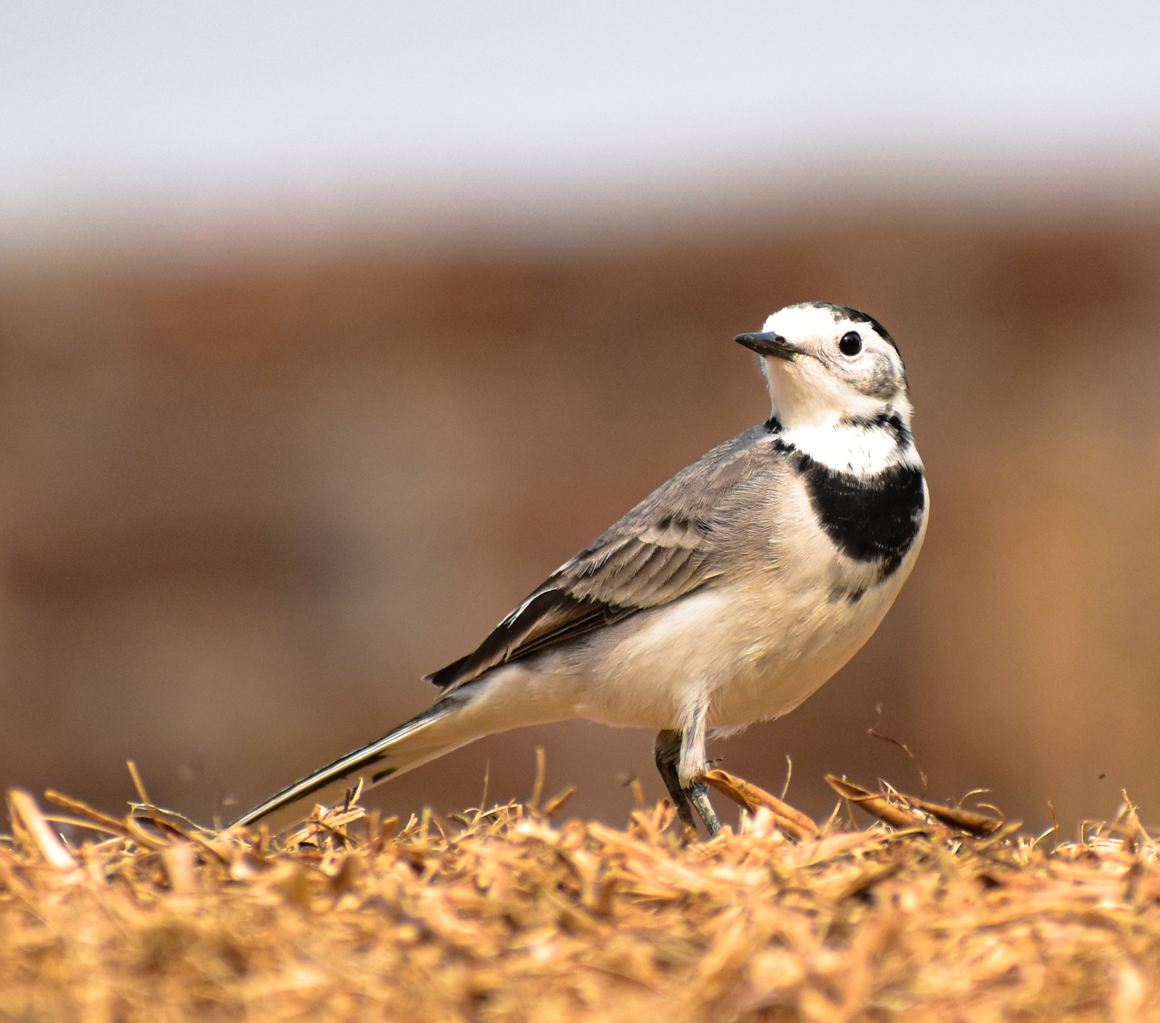 Black backed wagtail bird