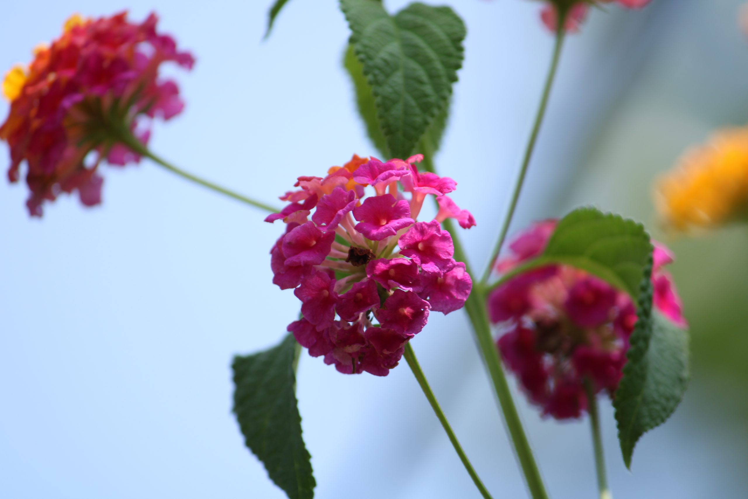 Blooming Pink Flower