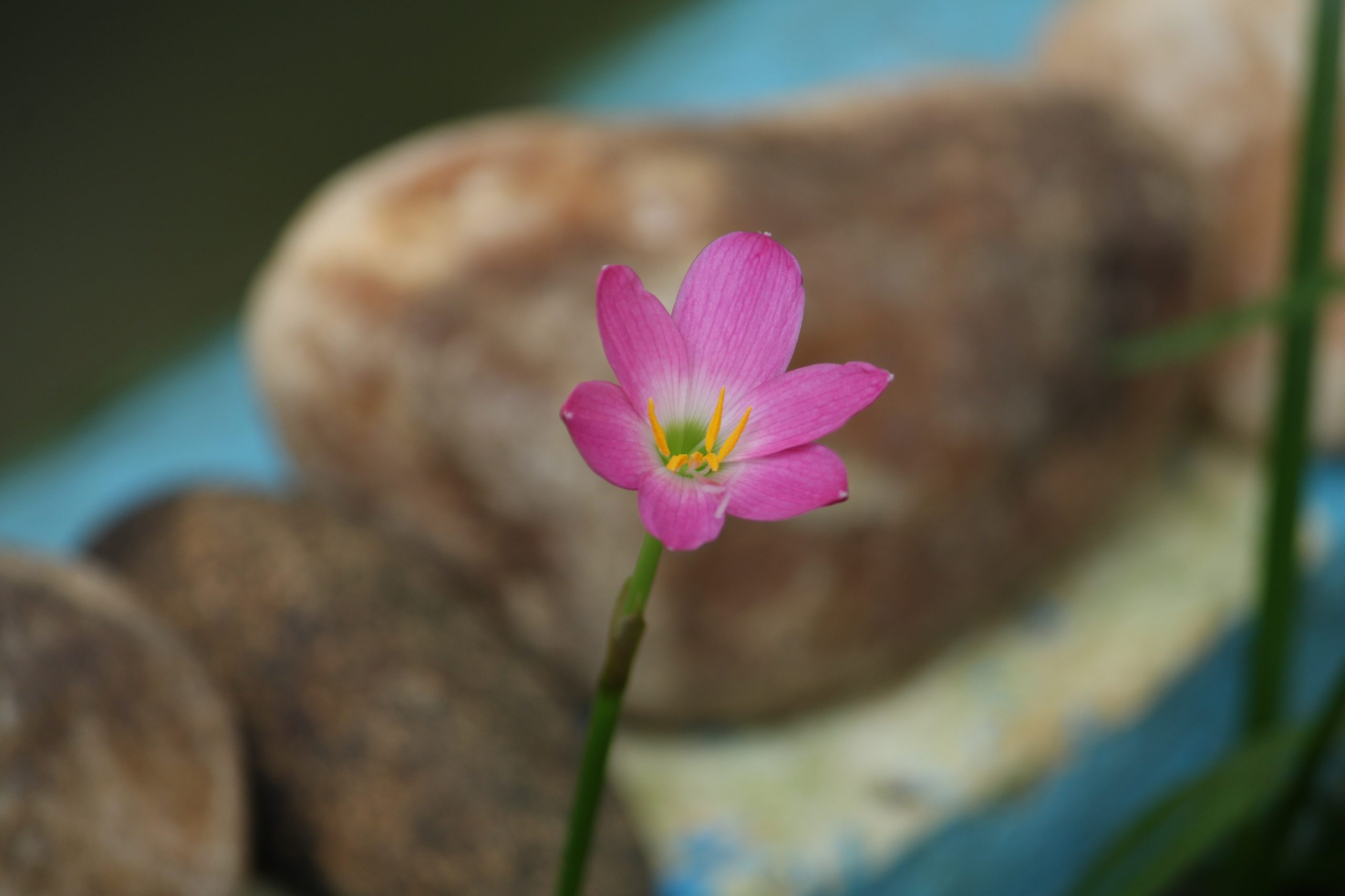 Blooming Pink Flower