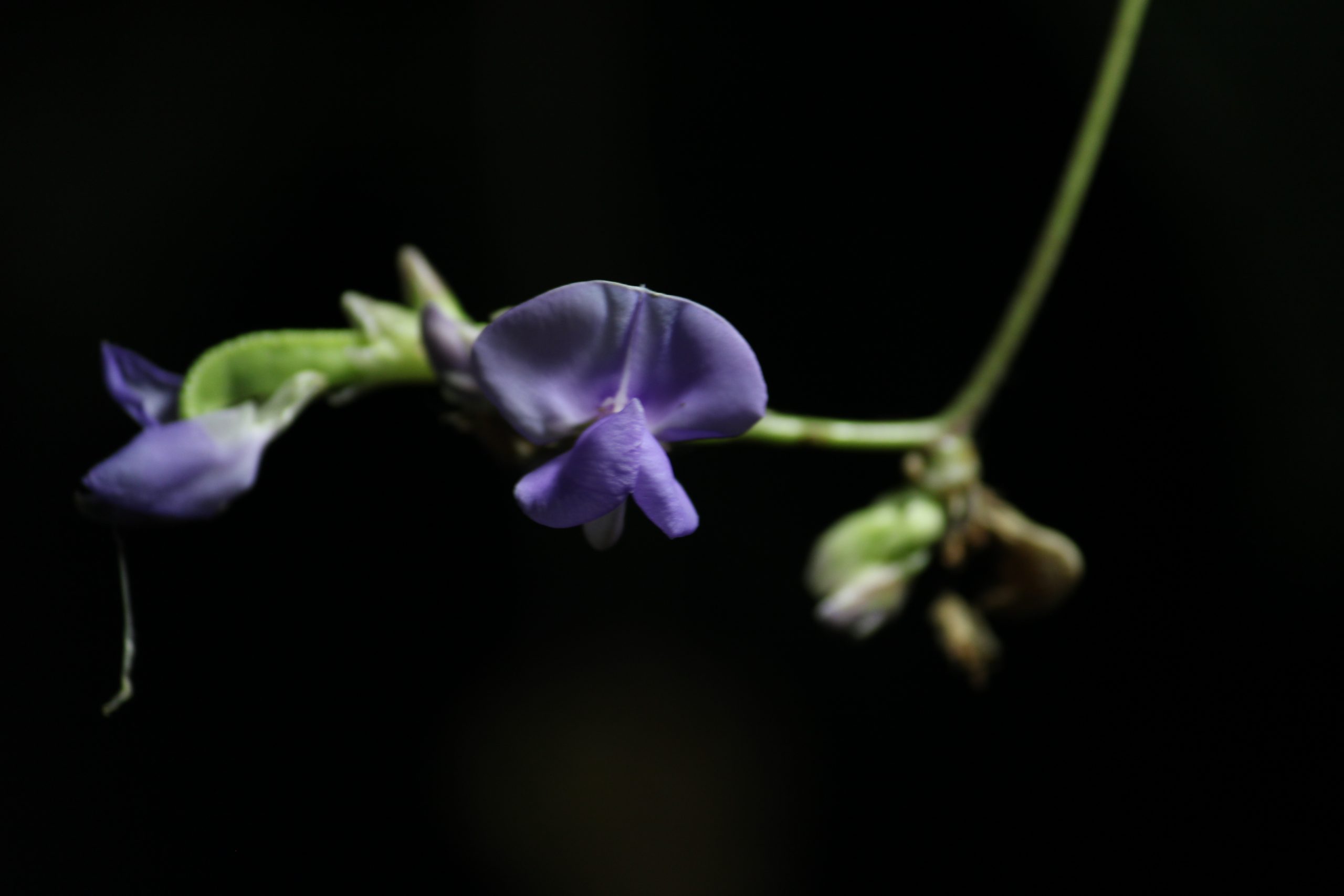 Blooming Purple Flower