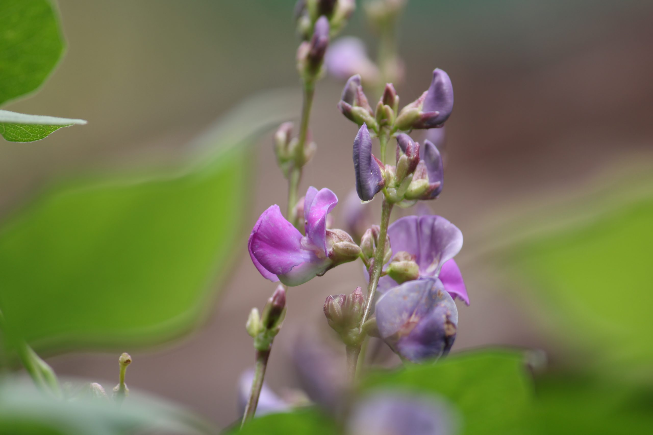 Blooming Violet Flowers