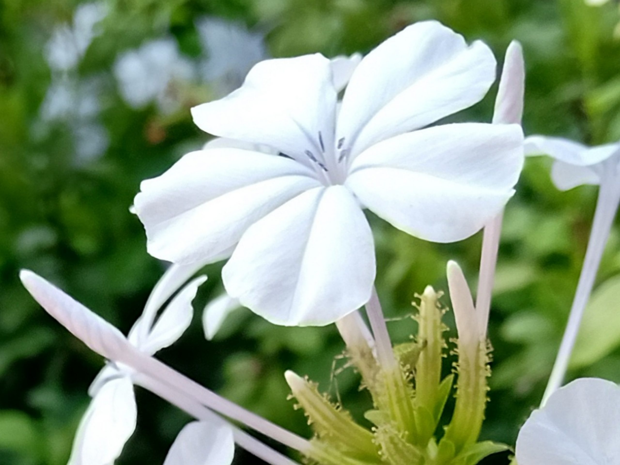 Blooming White Flower