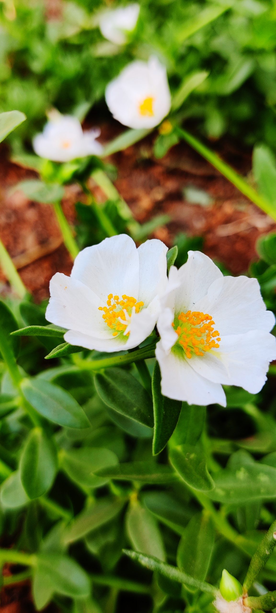 Blooming White Purslanes