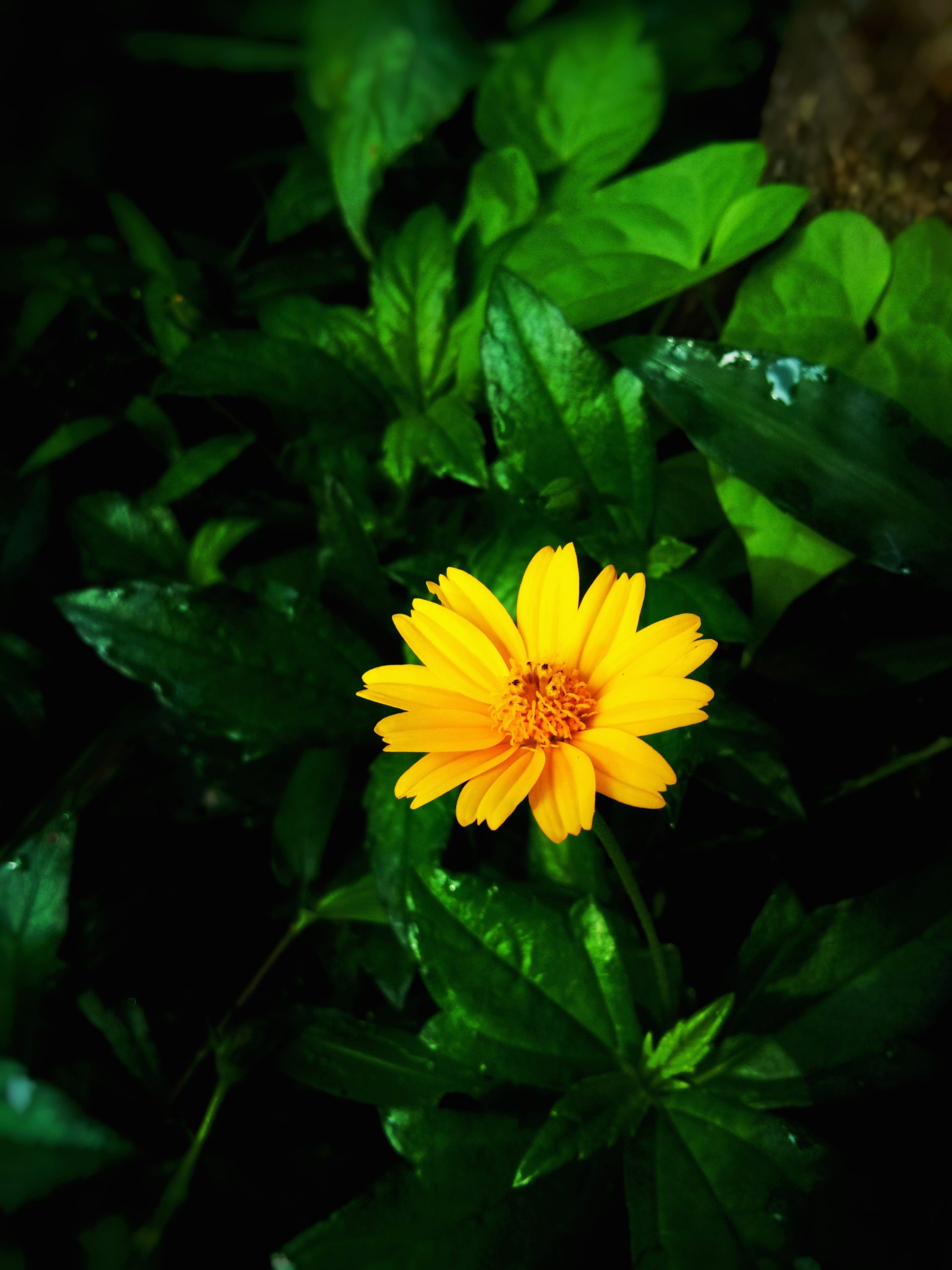 Blooming Yellow Flower
