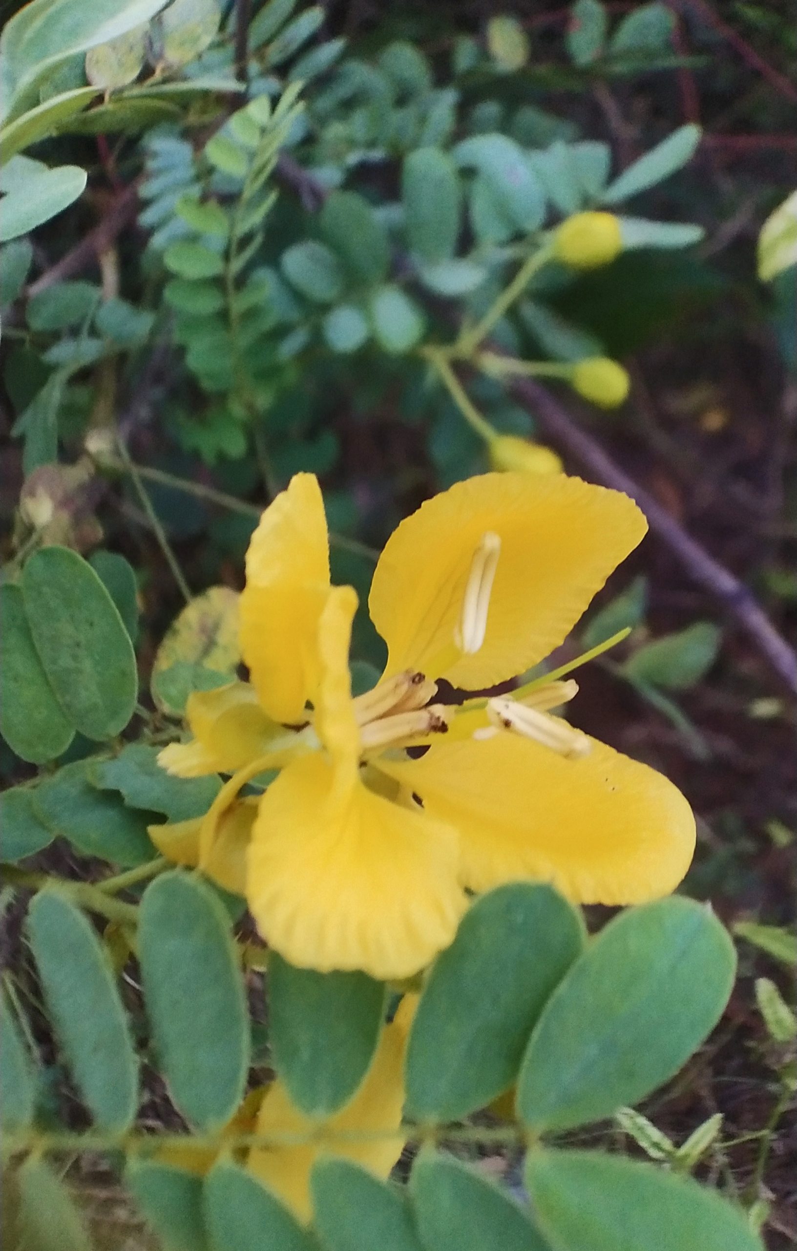 Blooming Yellow Flowers
