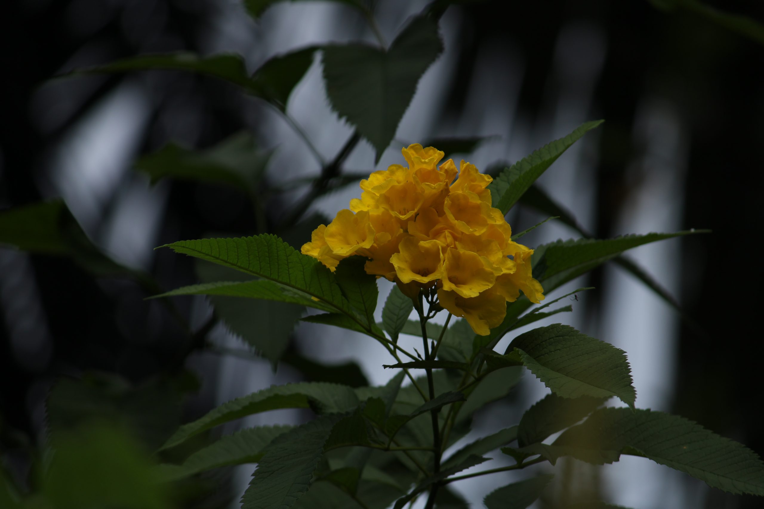 Blooming Yellow Flowers