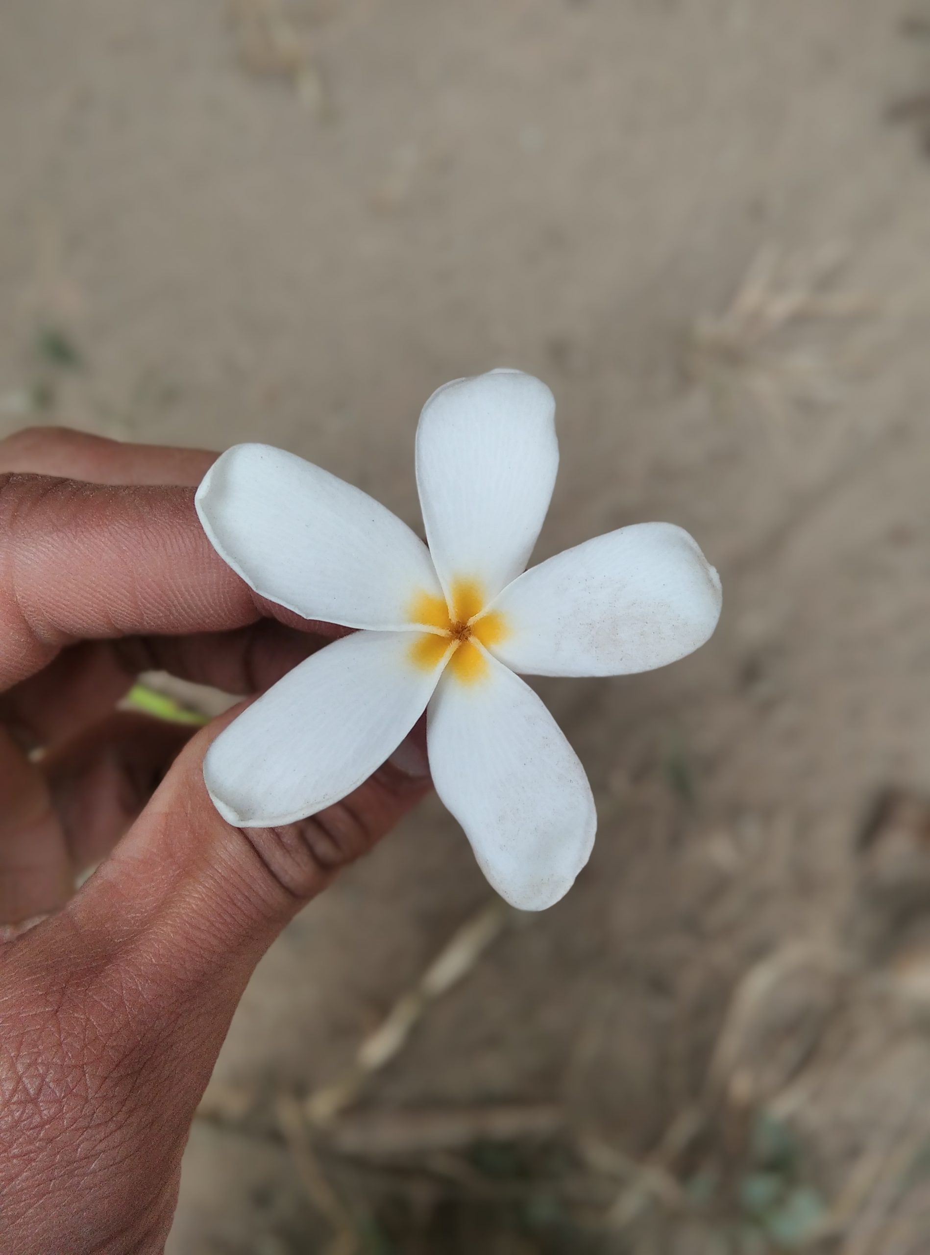 Blooming white Flower