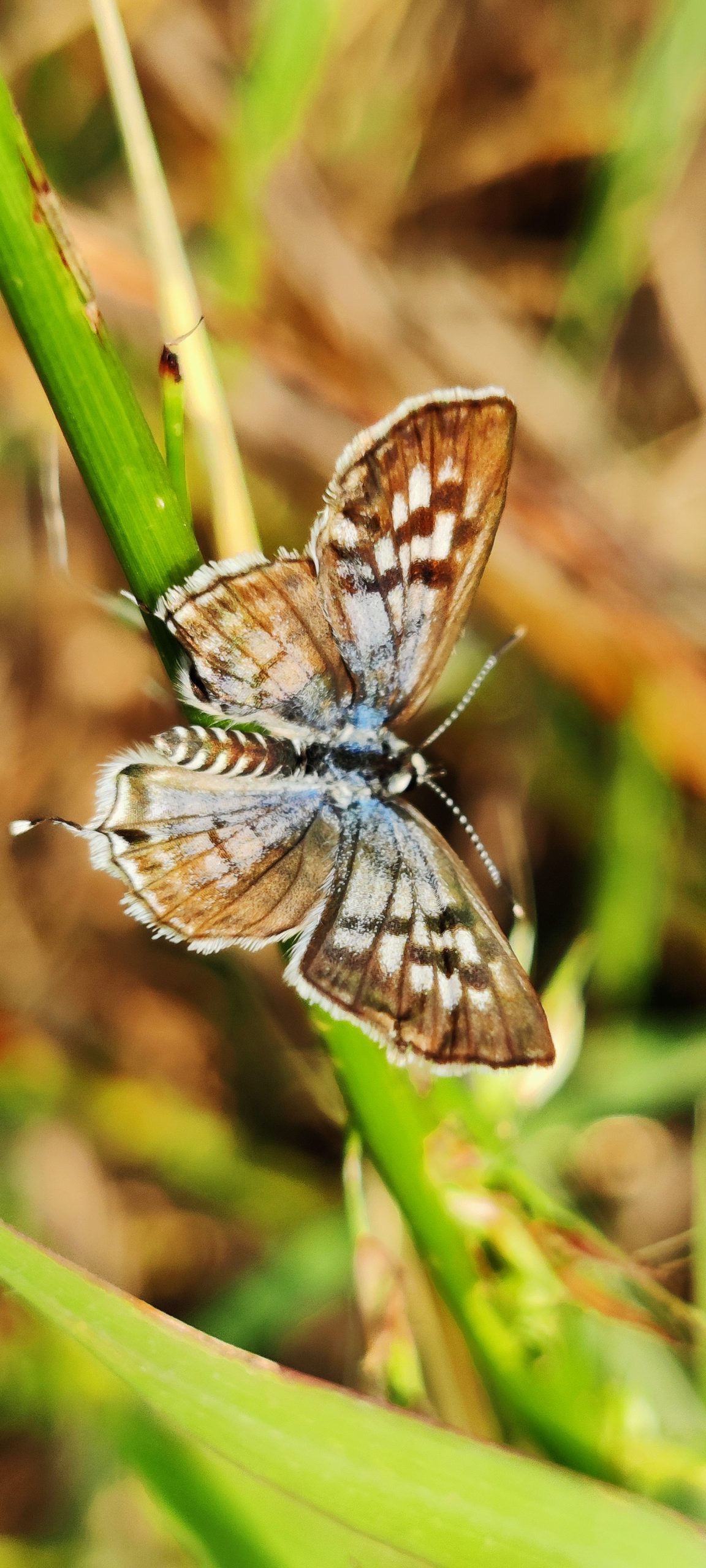 Butterfly on a twig