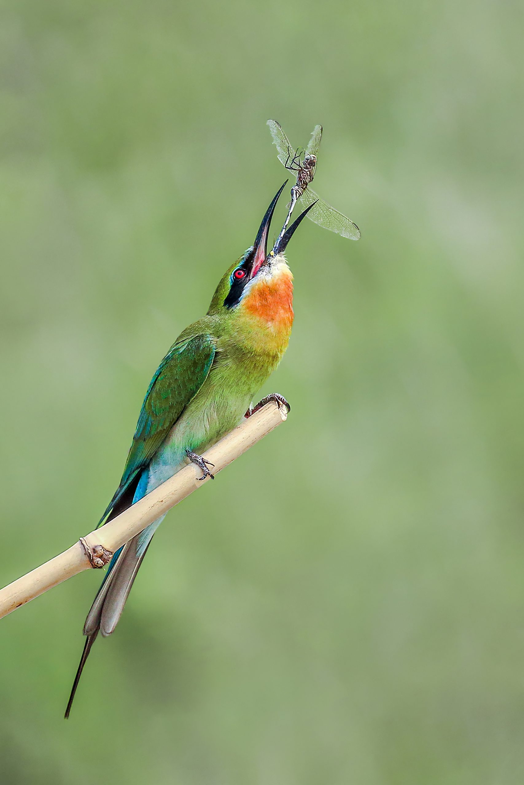Blue-tailed bee-eater Close-up